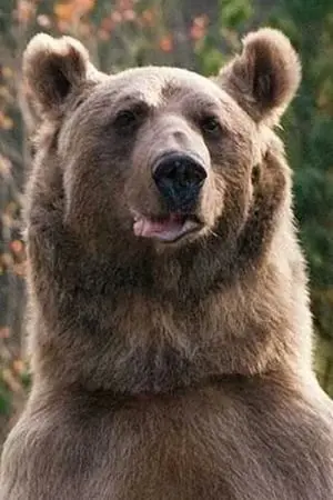 Foto von medved Stepa