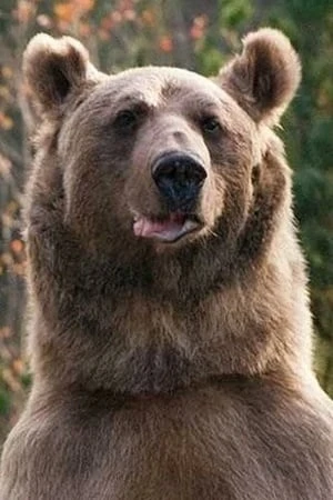 Foto von medved Stepa