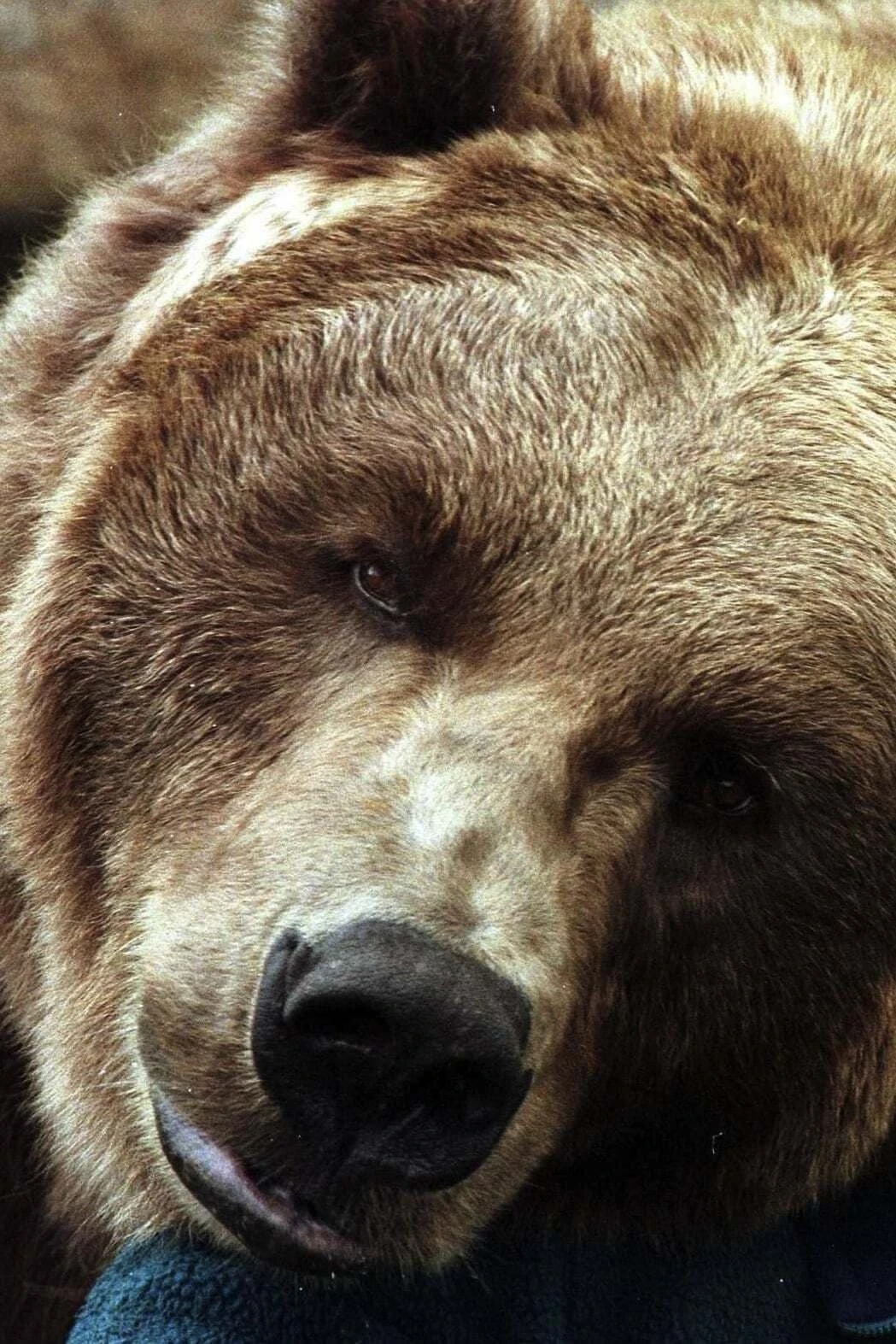 Foto von Bart the Bear II