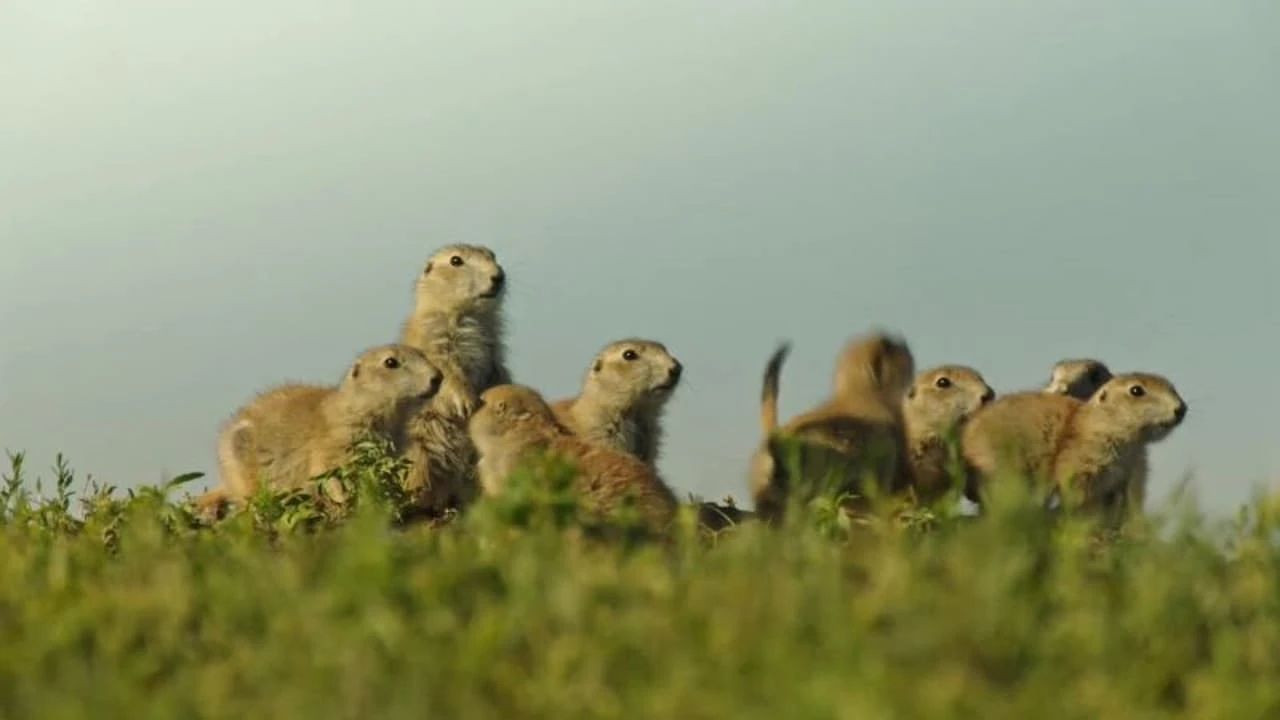 Die verrückte Welt der Hörnchen