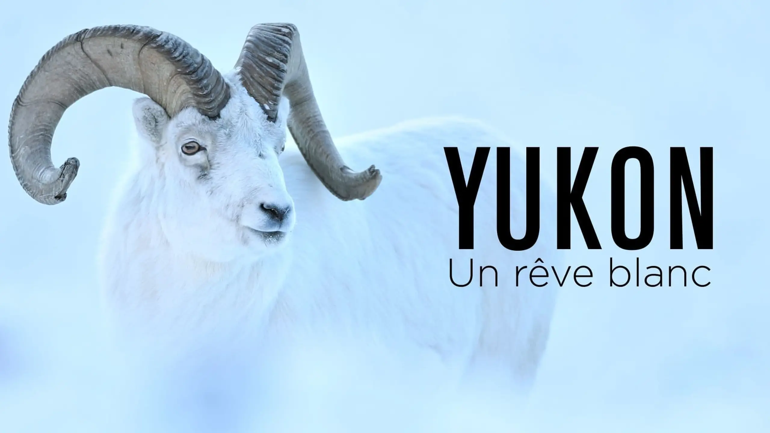 Yukon : un rêve blanc