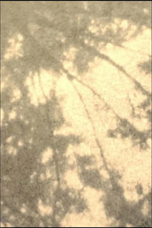 Wordless in Woods