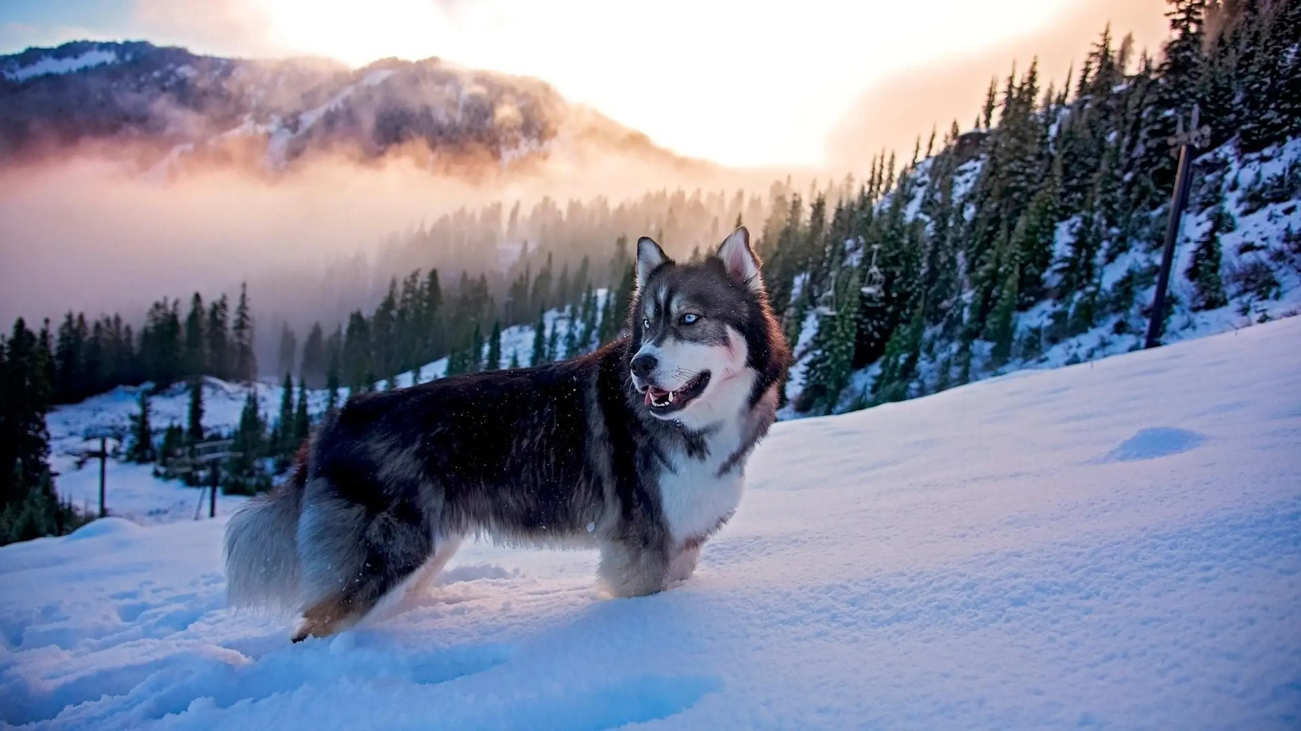 Alaska Dogs