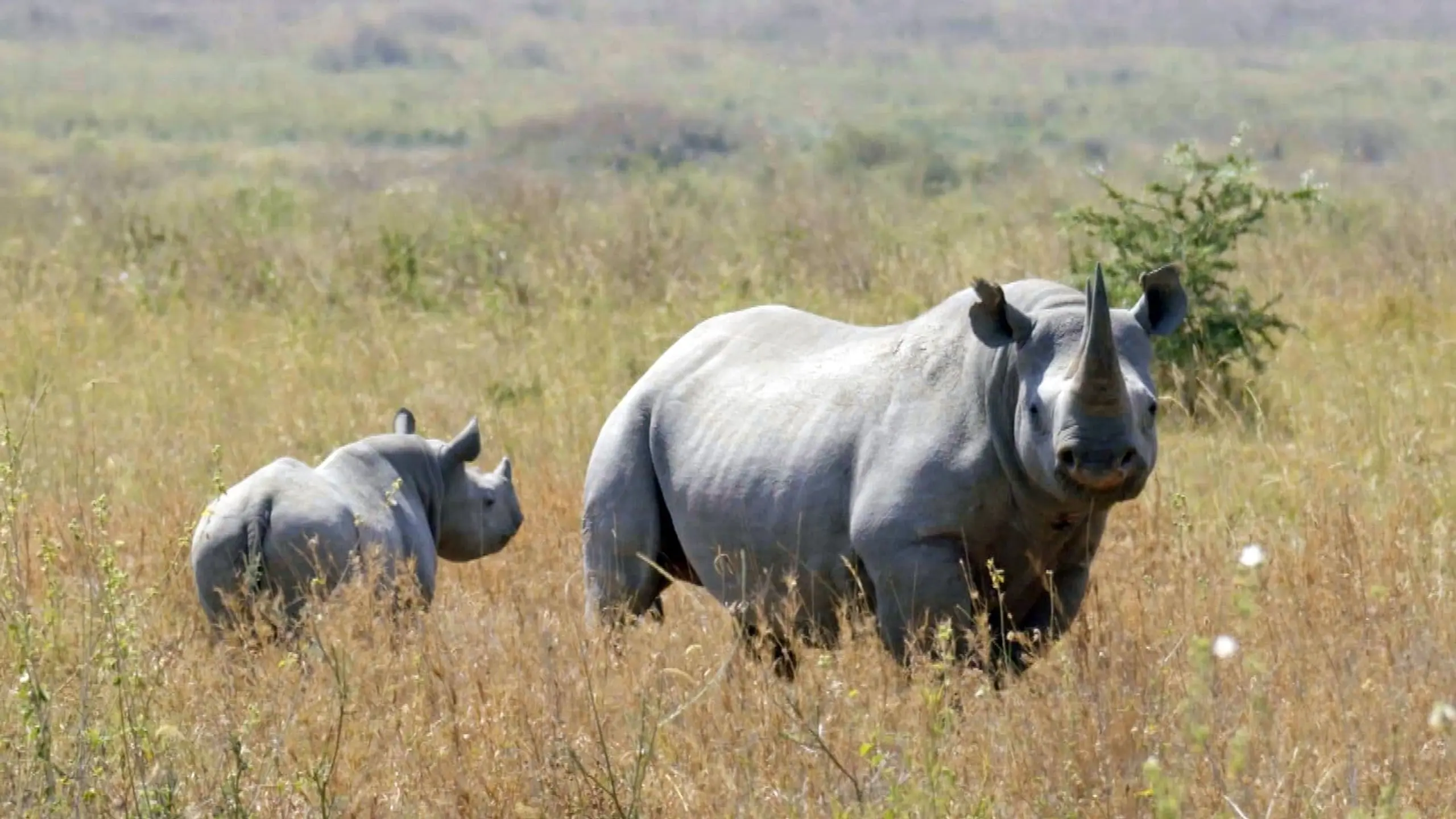 Diversité contre extinction : Le grand défi de l‘humanité