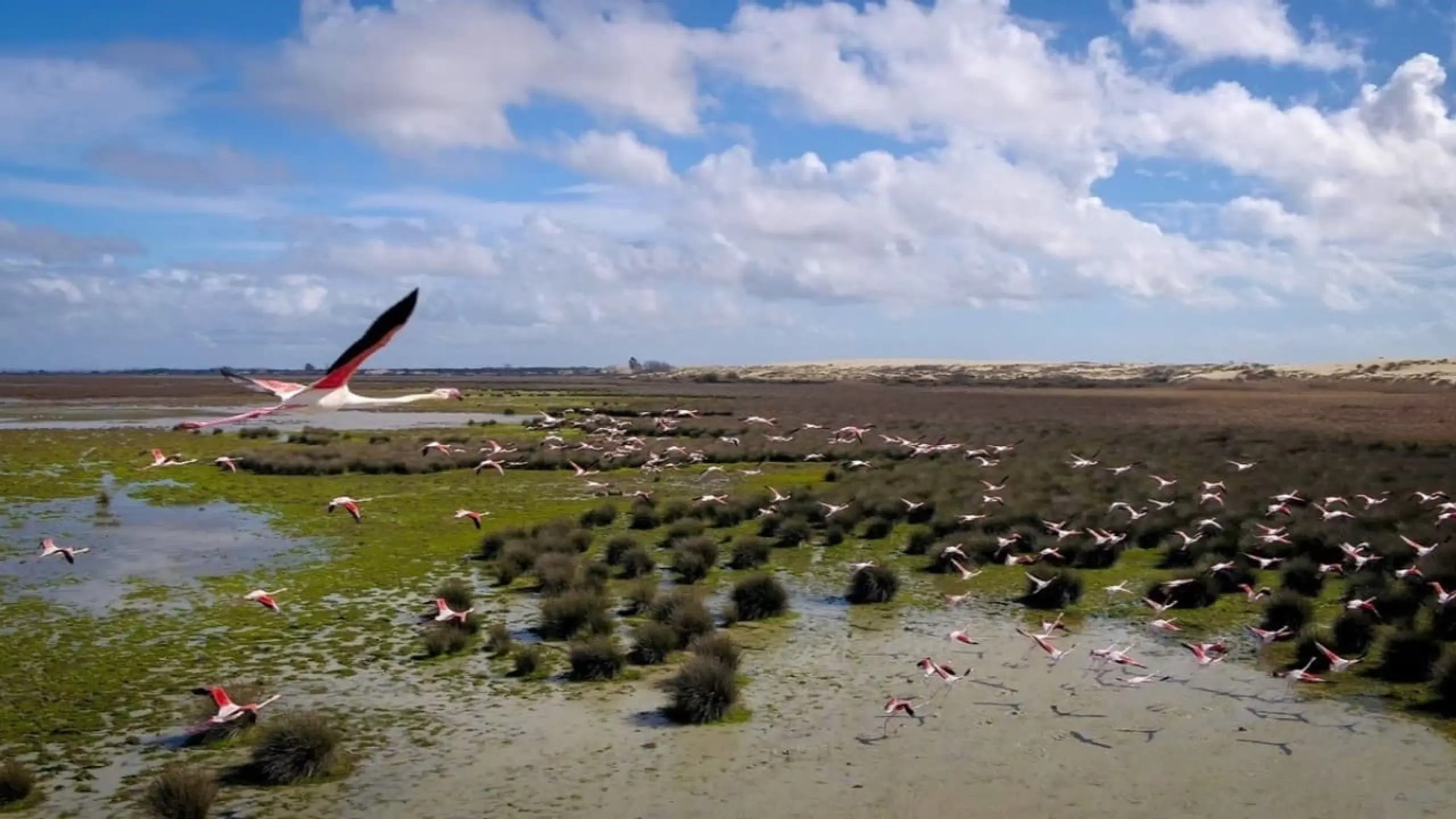 Wetlands, l’héritage de Luc Hoffmann