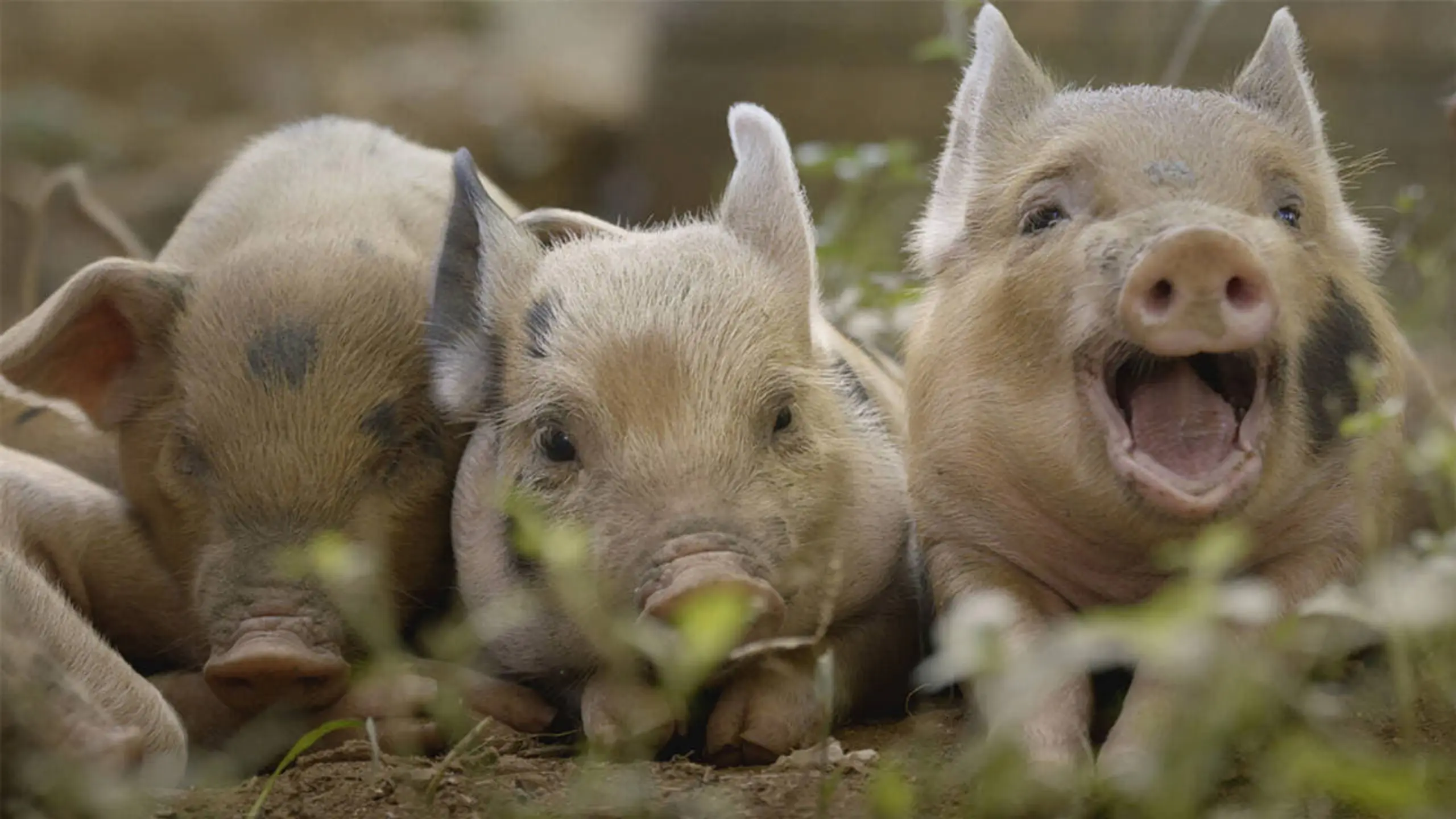 Cinq petits cochons