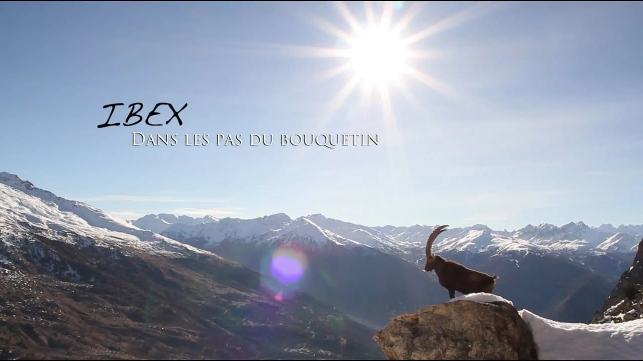 Ibex, dans les pas du bouquetin