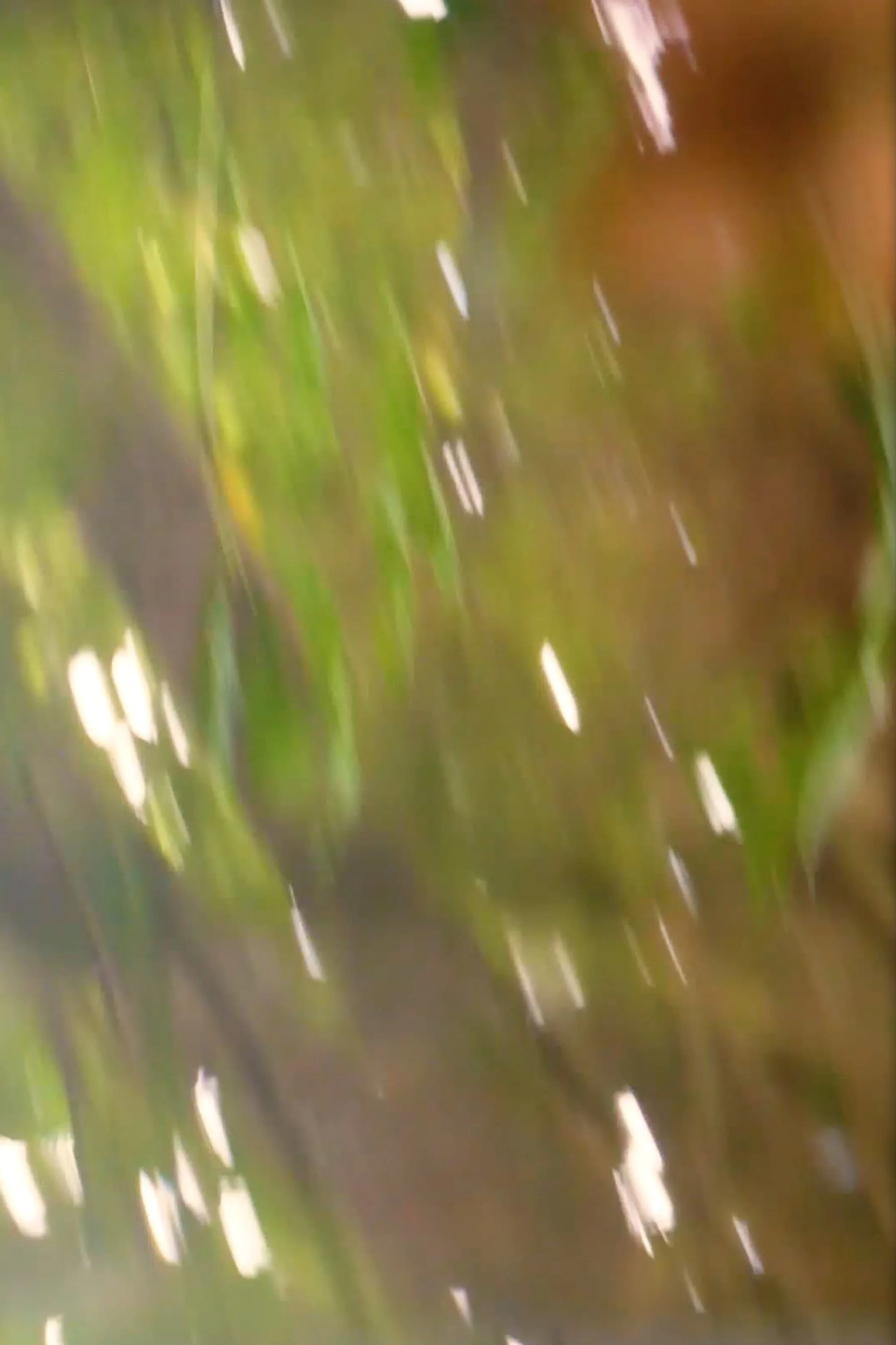 You're walking in the woods