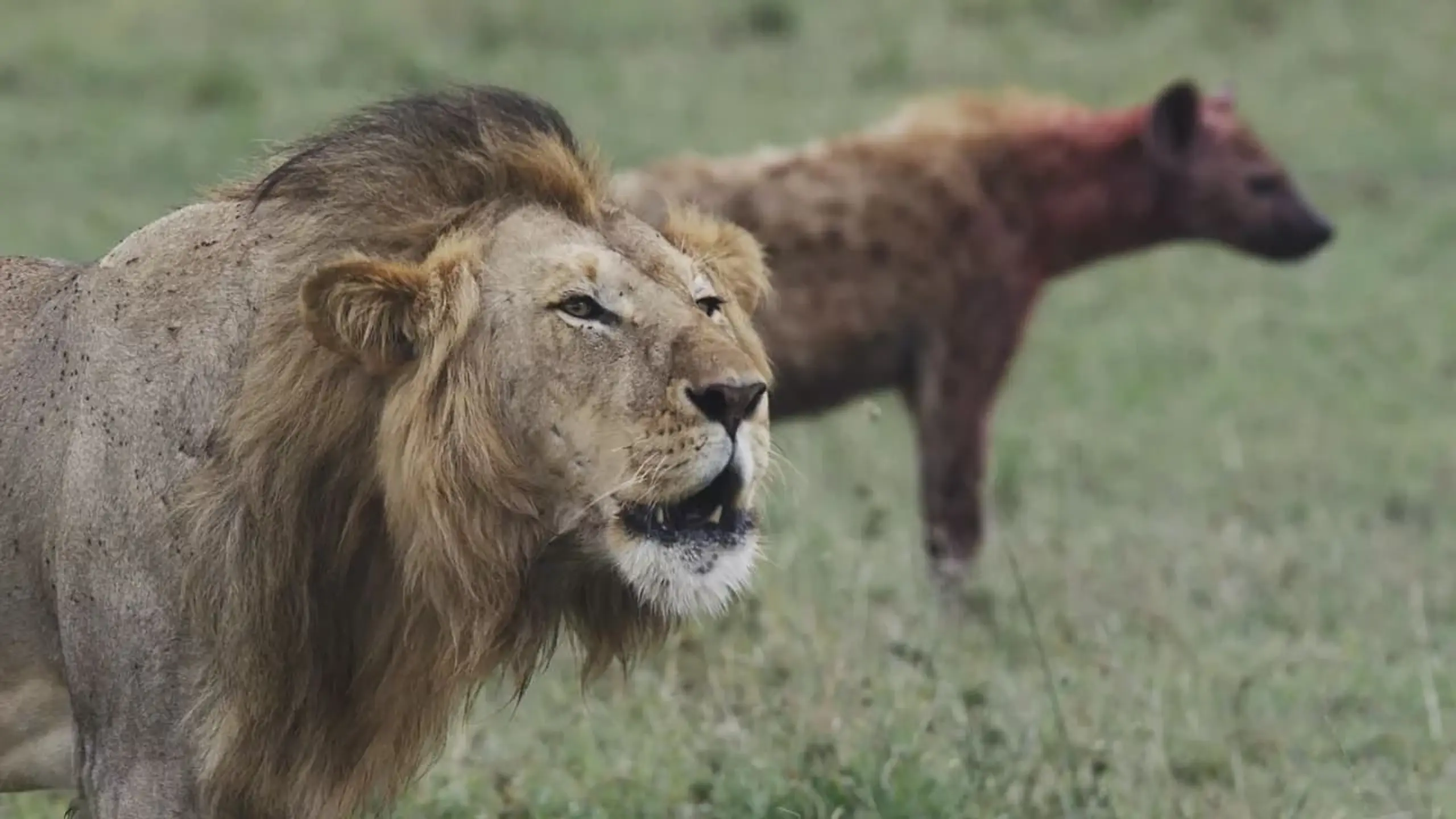 Lions et Hyènes : une lutte sans merci