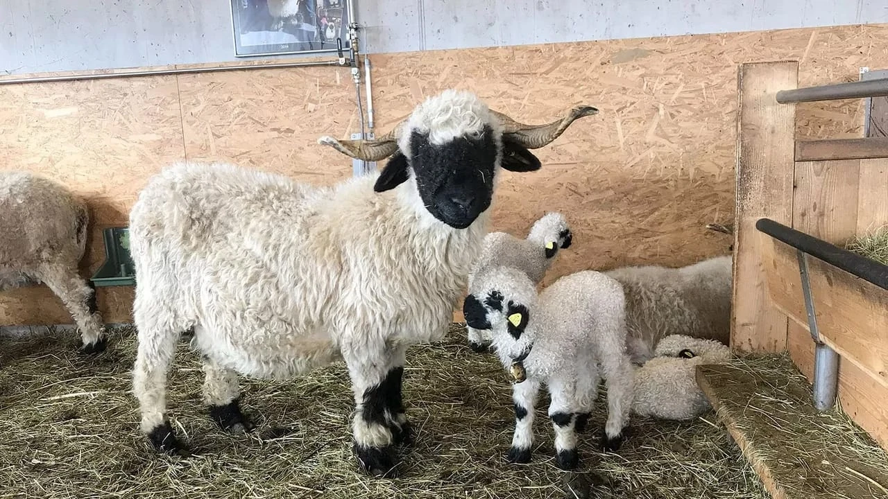 Moutons blancs, nez noirs - Les chouchous du Valais
