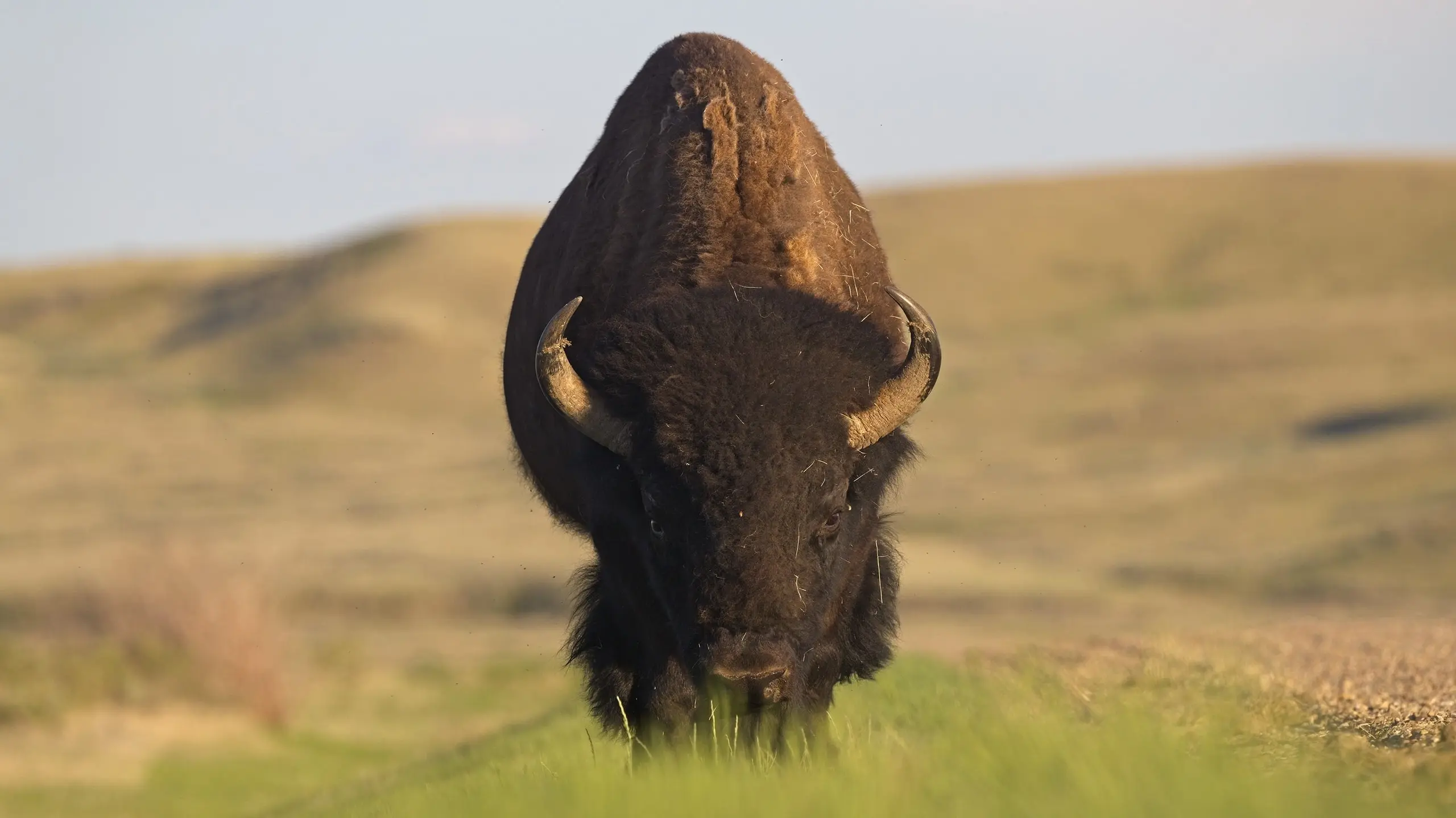 Wild Prairie Man