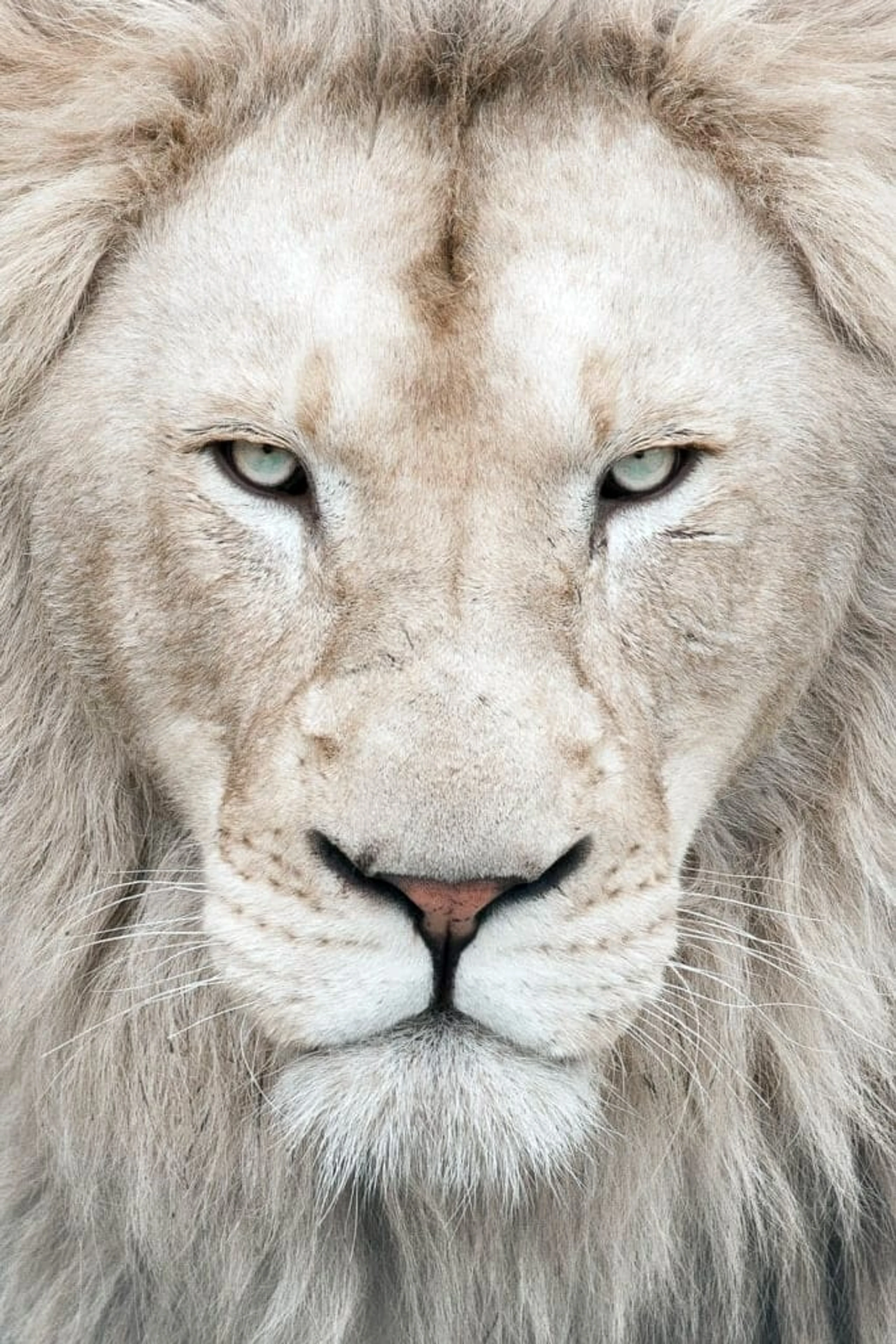 Foto von Thor the White Lion