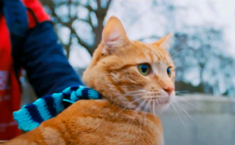 Szene aus dem Film „Bob, der Streuner“ (2016)