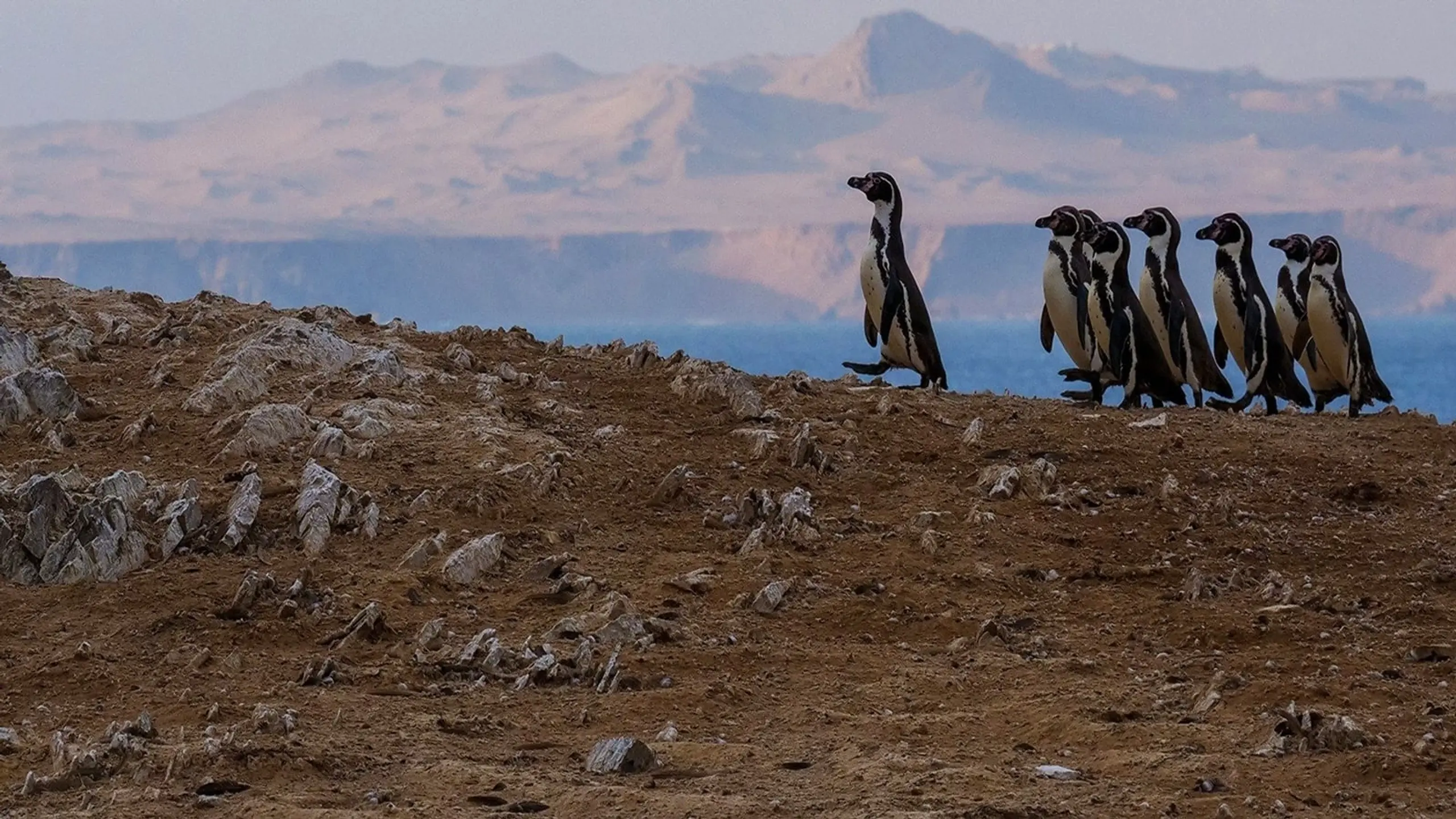 Wild Peru: Andes Battleground