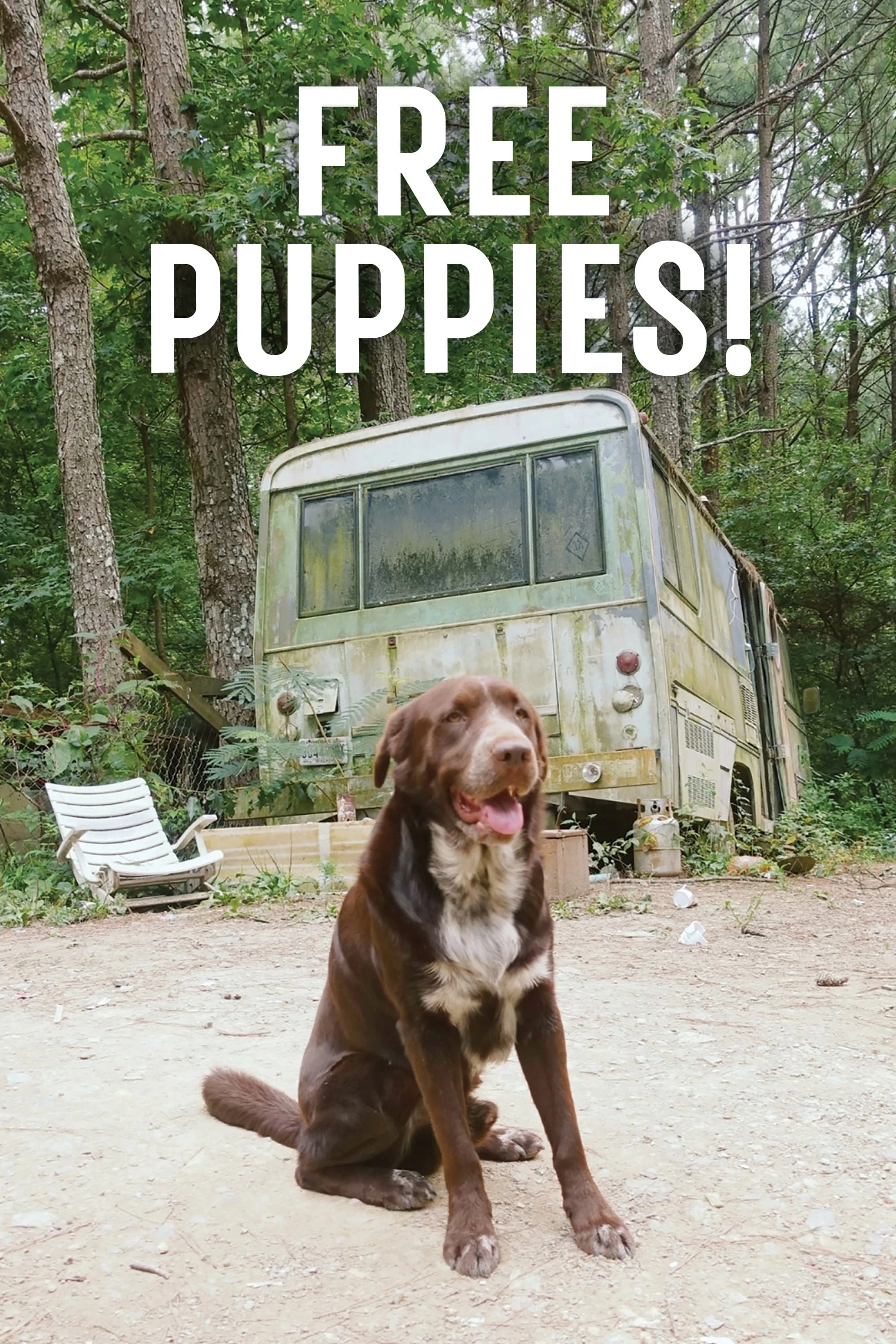 Free Puppies