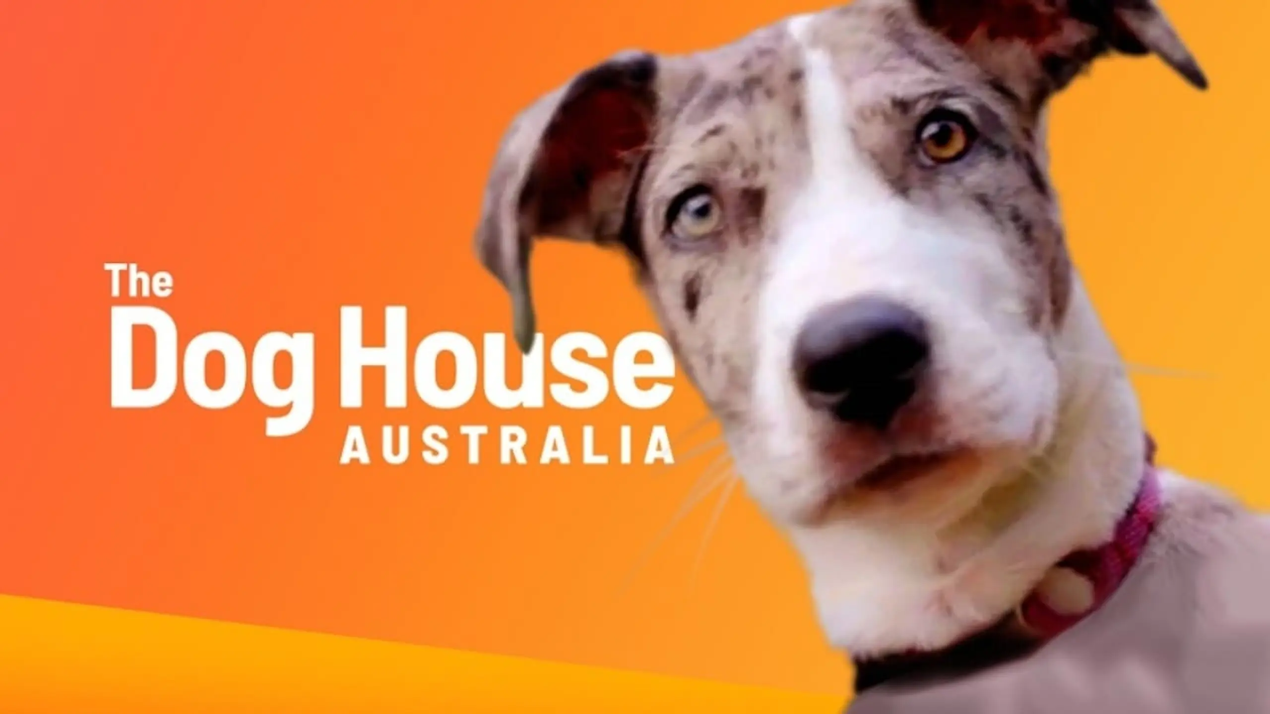 The Dog House Australia