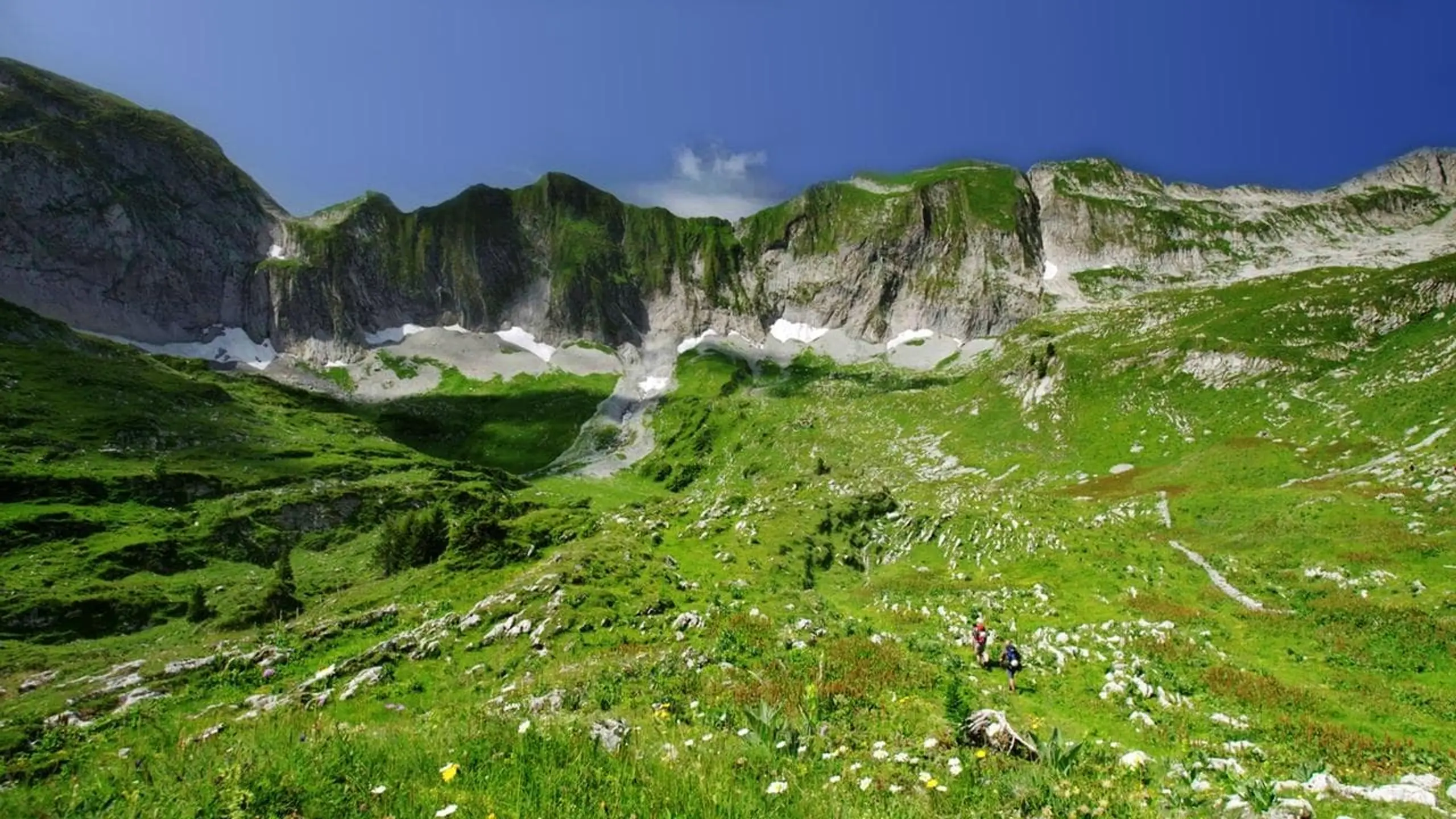 Wild Faces of Switzerland