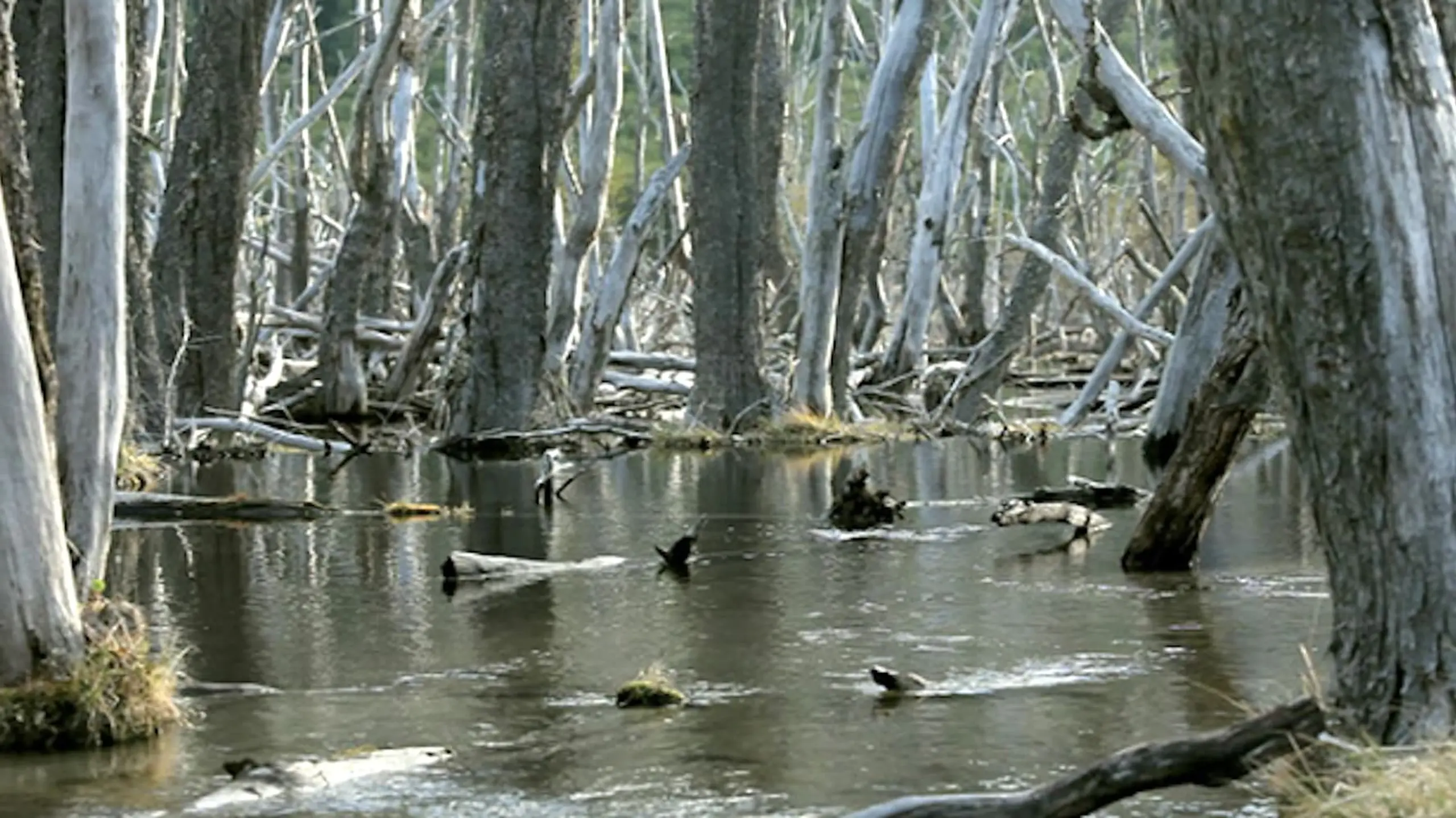 Beavers: Patagonia invaders