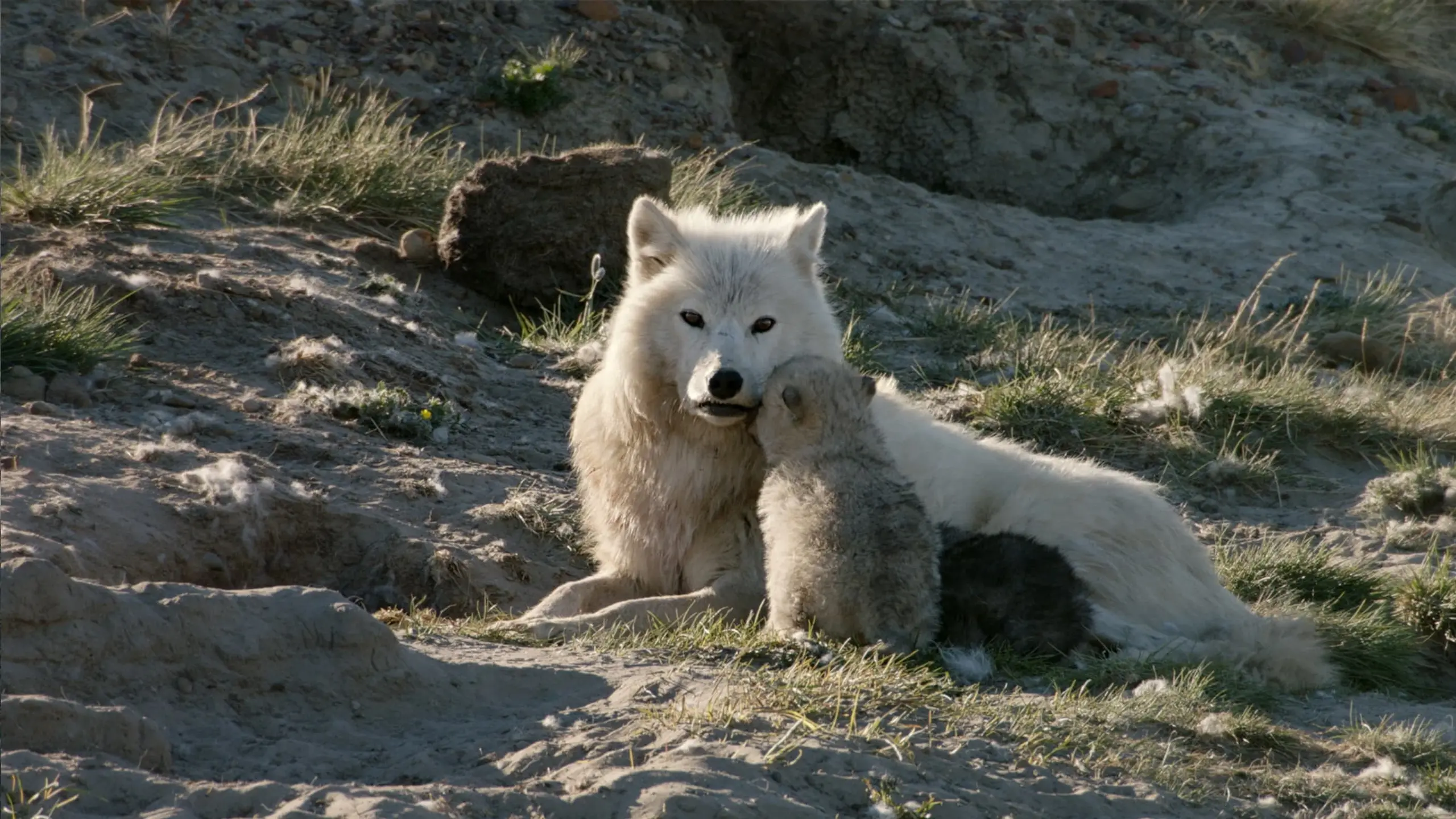 White Wolves: Ghosts of the Arctic