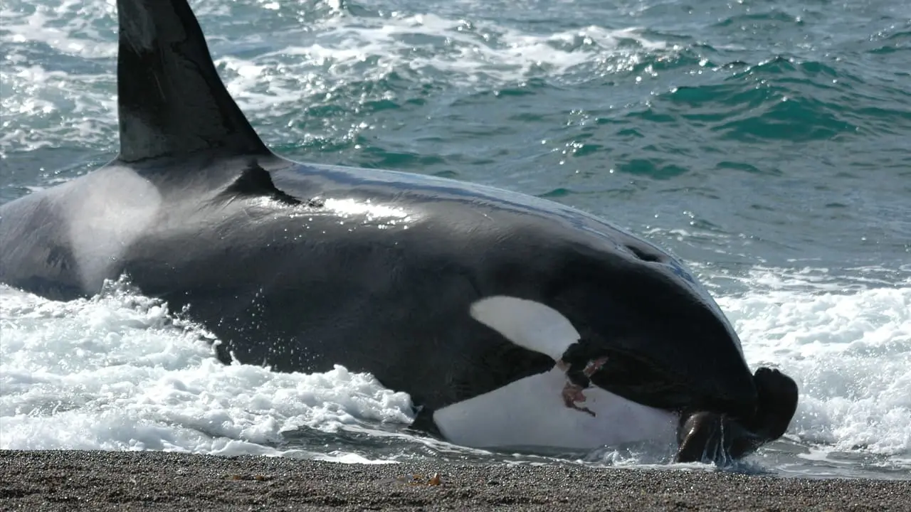 Great Wildlife Moments