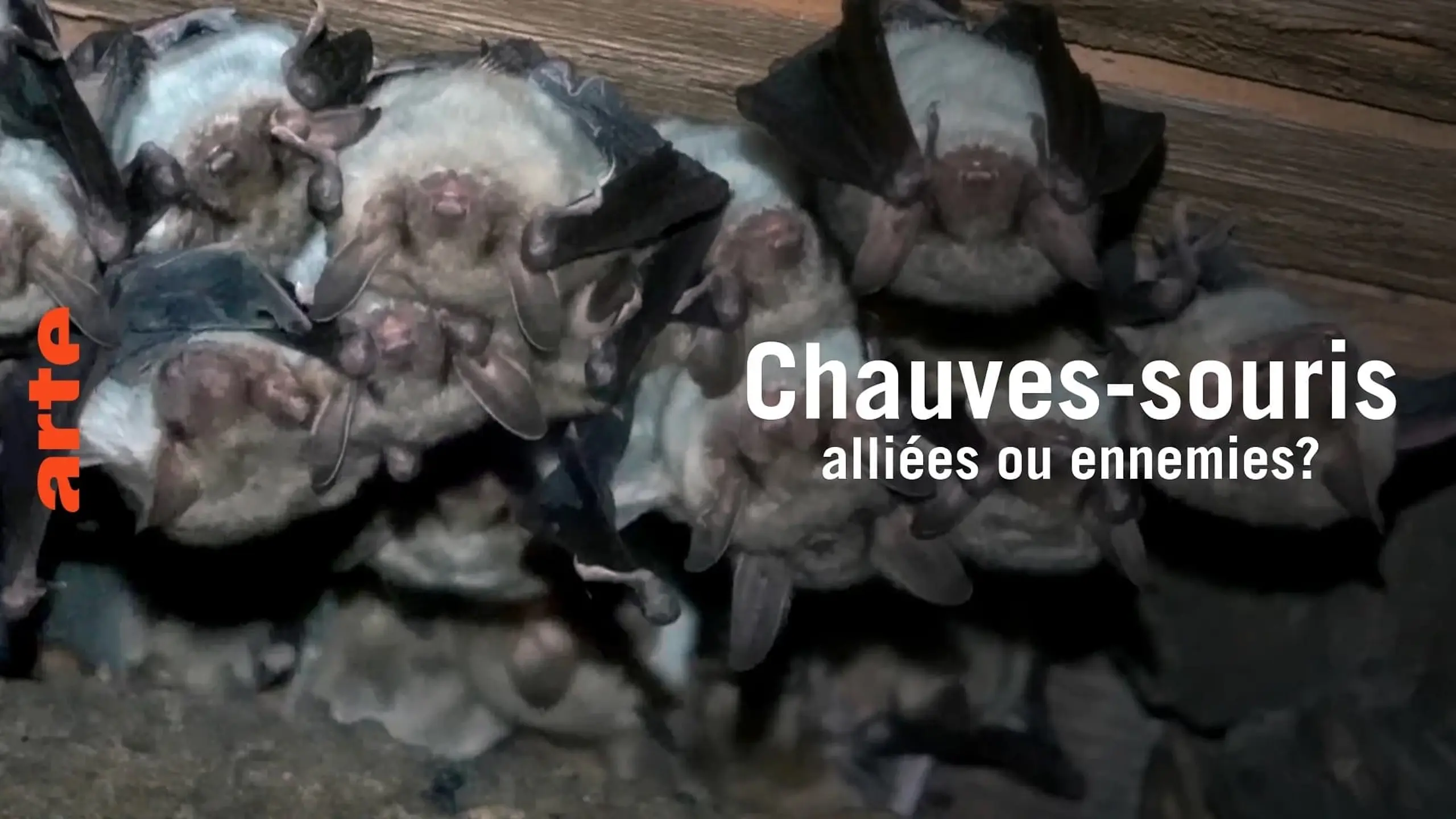 Chauve-souris: alliée ou ennemie?