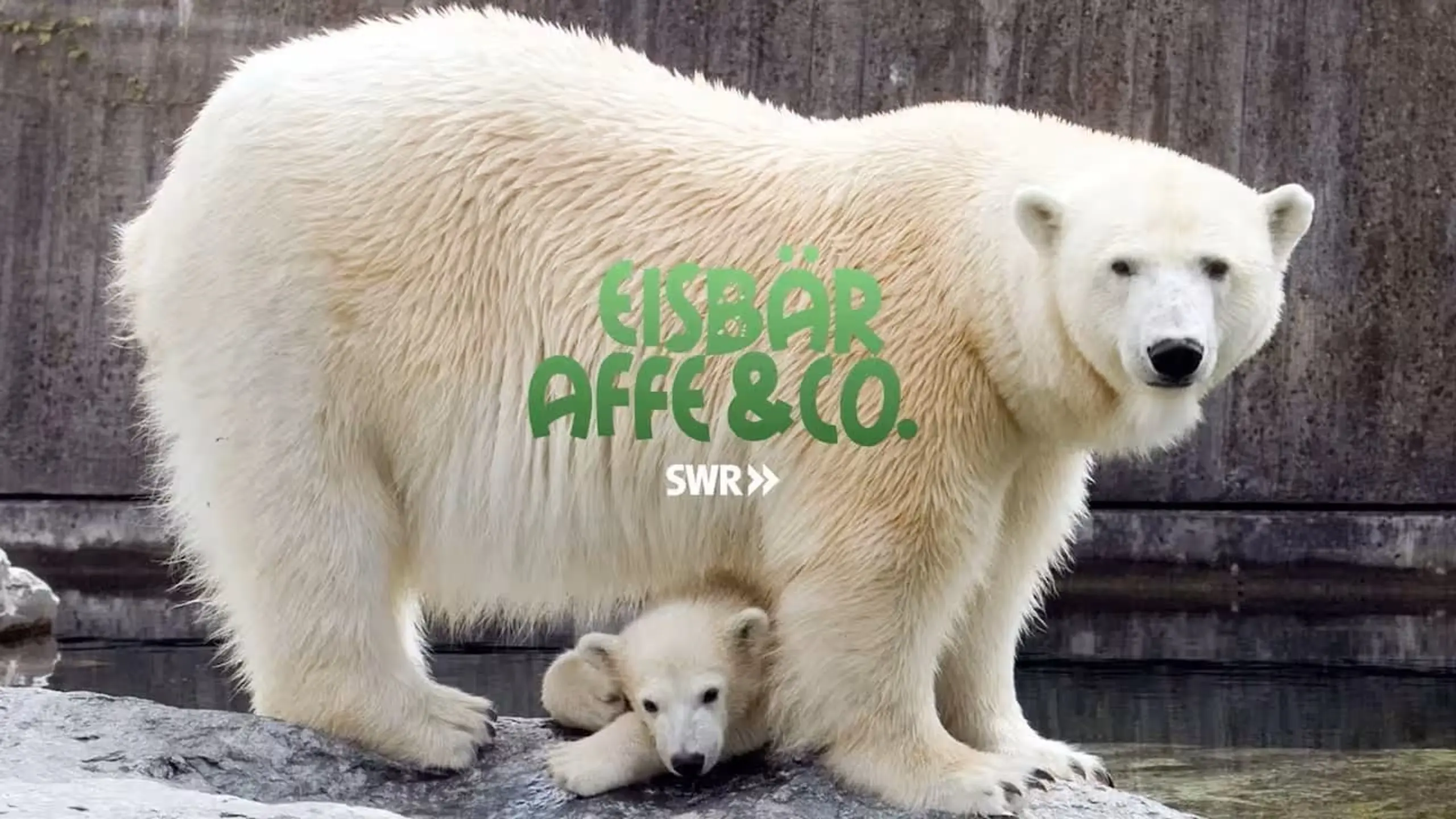 Eisbär, Affe & Co.