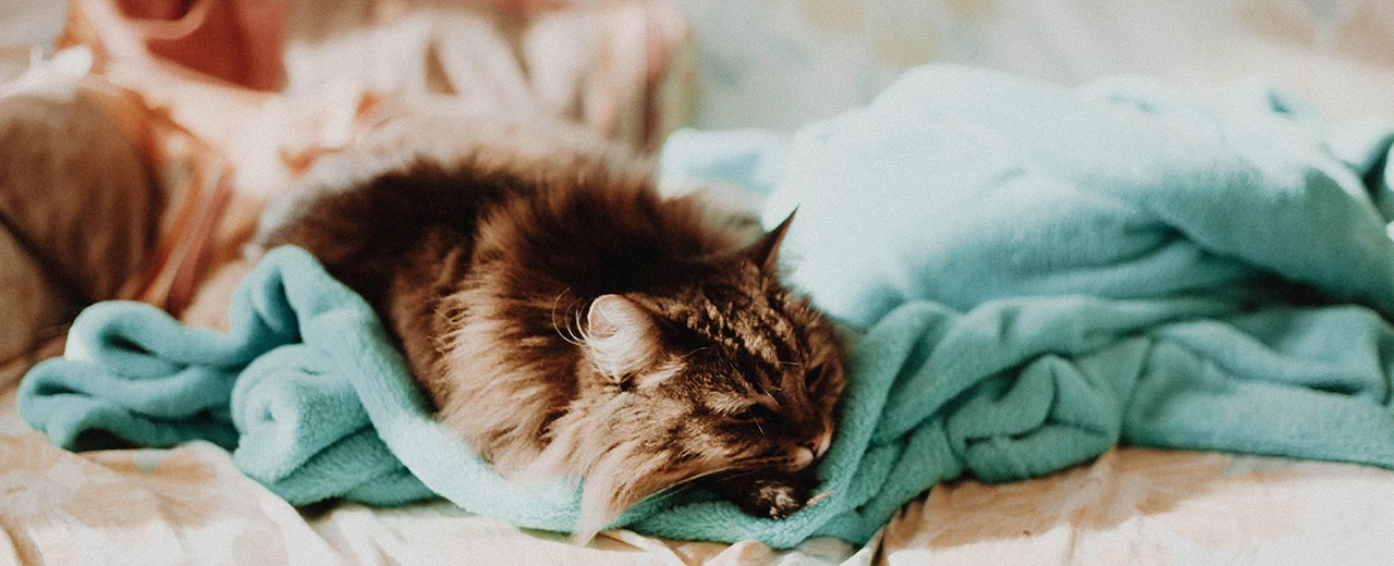 © Linh Nguyen via Unsplash