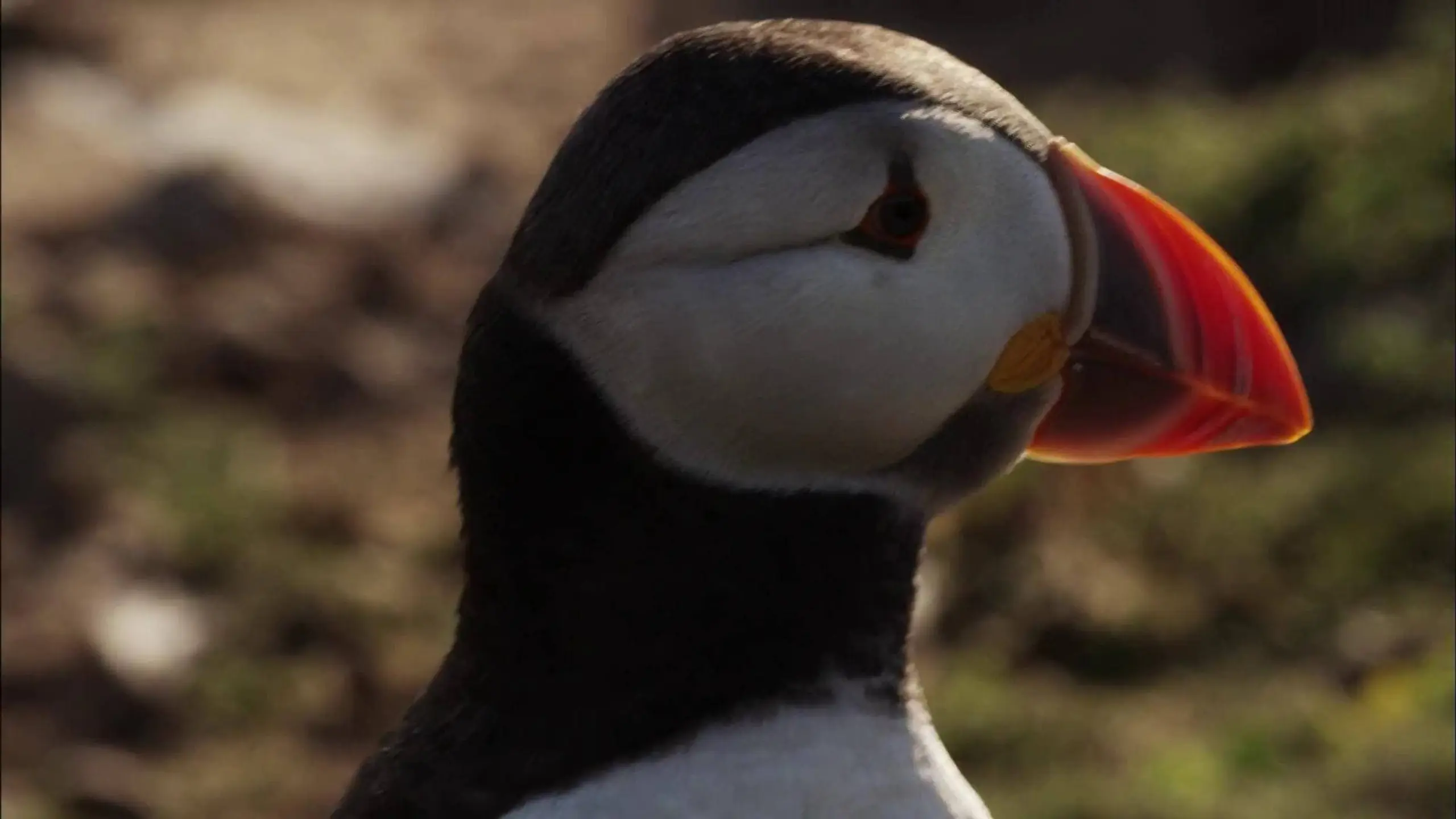 Puffin Patrol