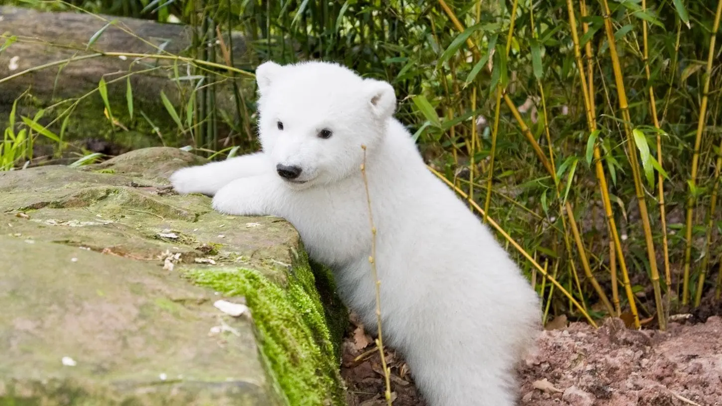 Eisbär Flocke - Geschichten aus dem Tiergarten Nürnberg