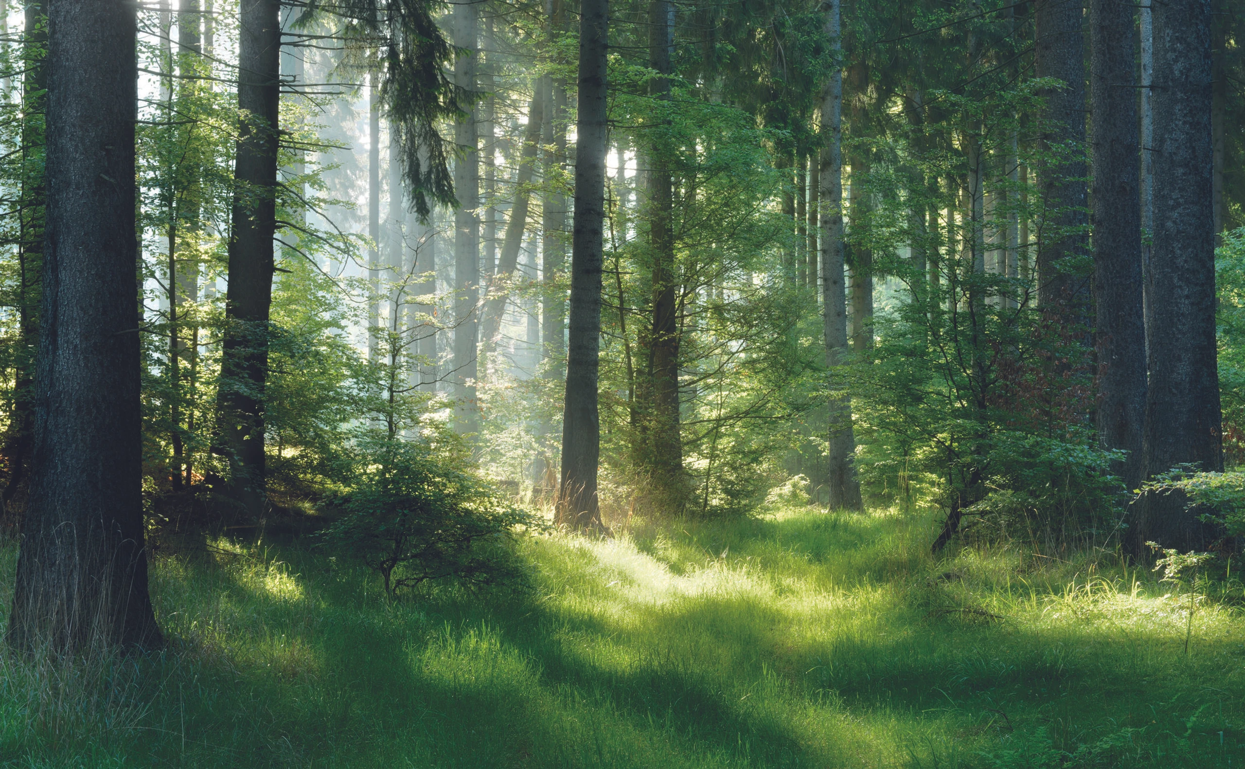 Jetzt naturalimpact-Pate werden und gemeinsam mit dem trend. der Natur helfen.