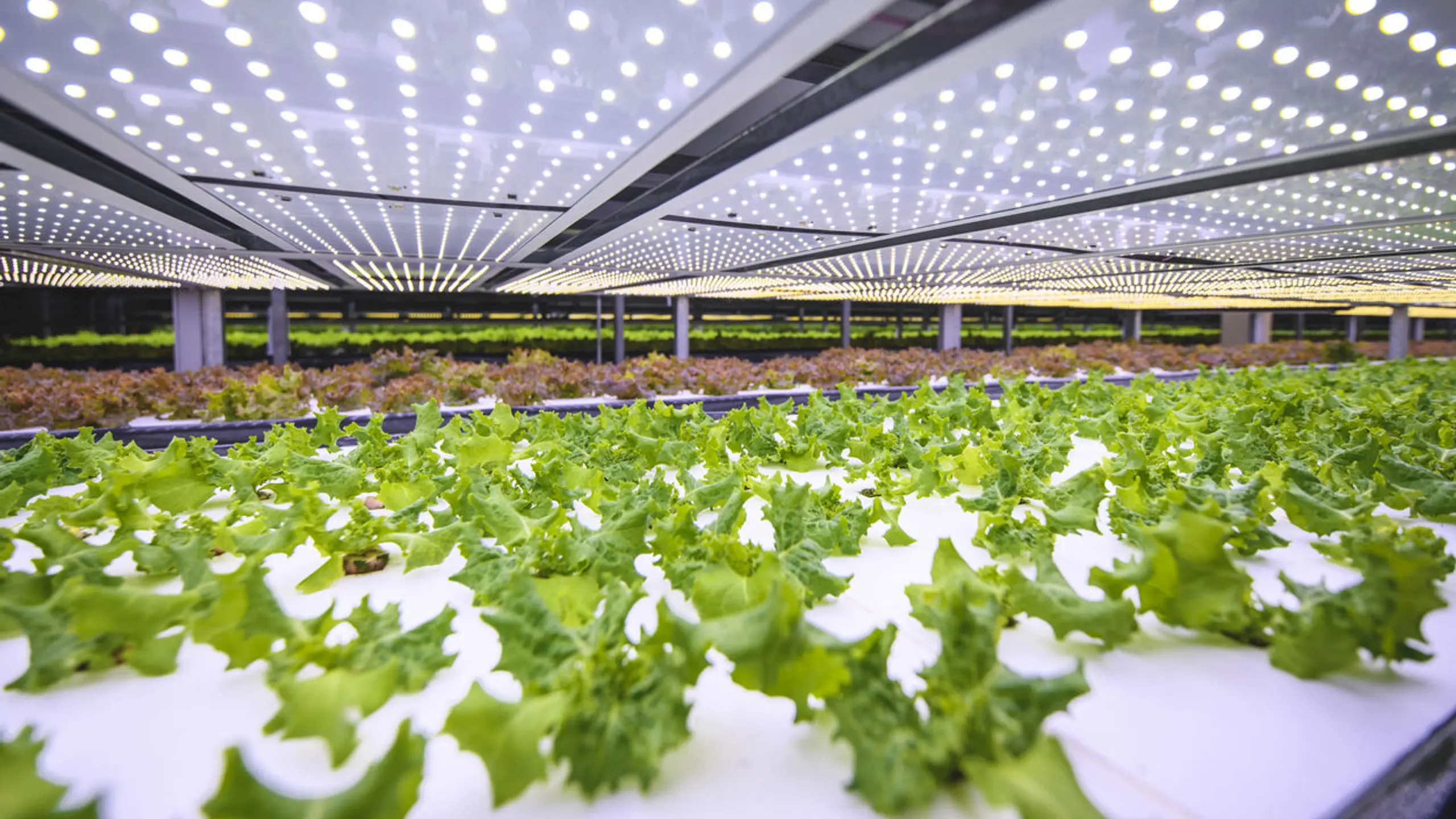 Anbaufläche reduzieren: Vertical Farming ermöglicht eine höhere Lebensmittelproduktion auf gleicher Fläche.