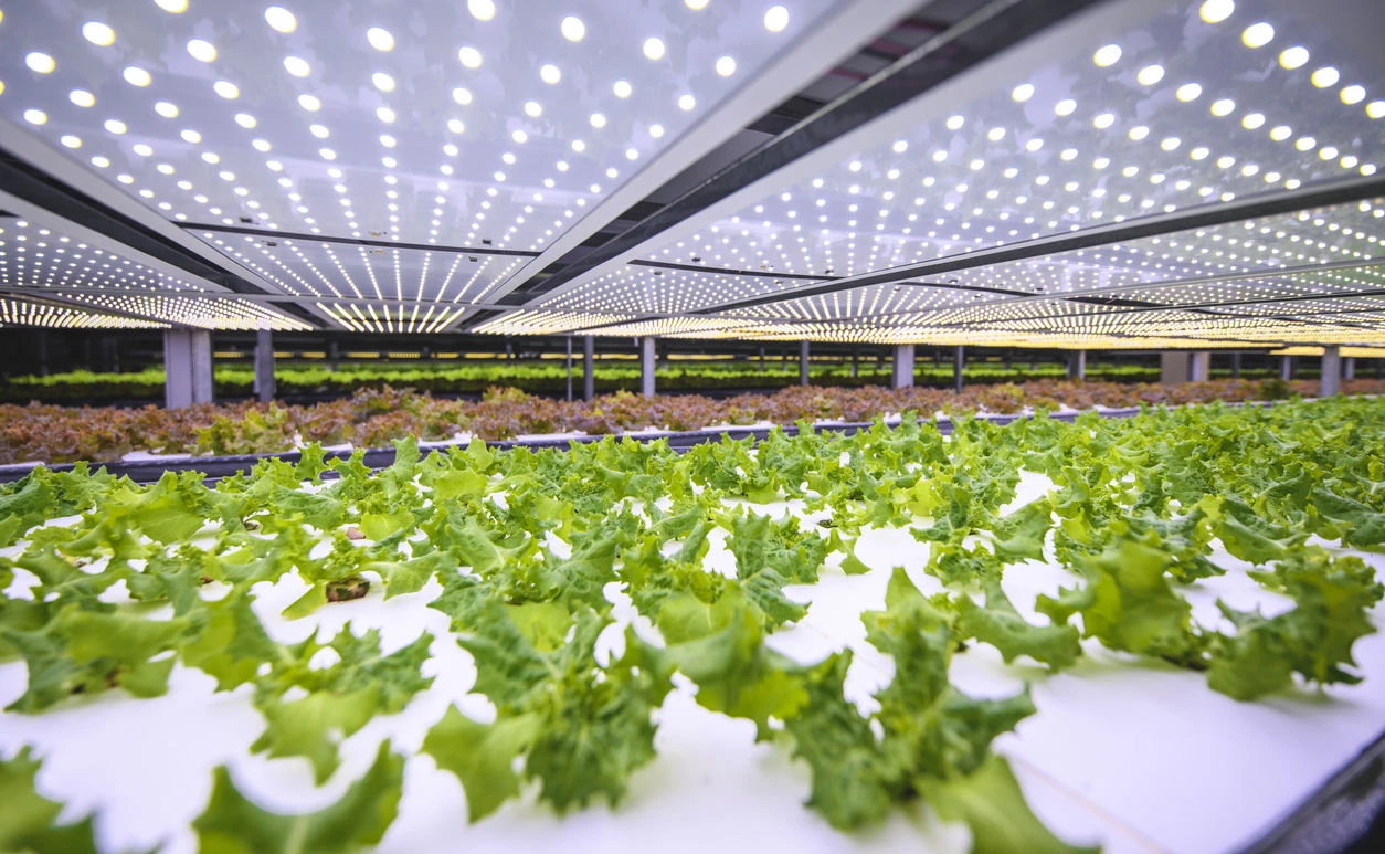 Anbaufläche reduzieren: Vertical Farming ermöglicht eine höhere Lebensmittelproduktion auf gleicher Fläche.