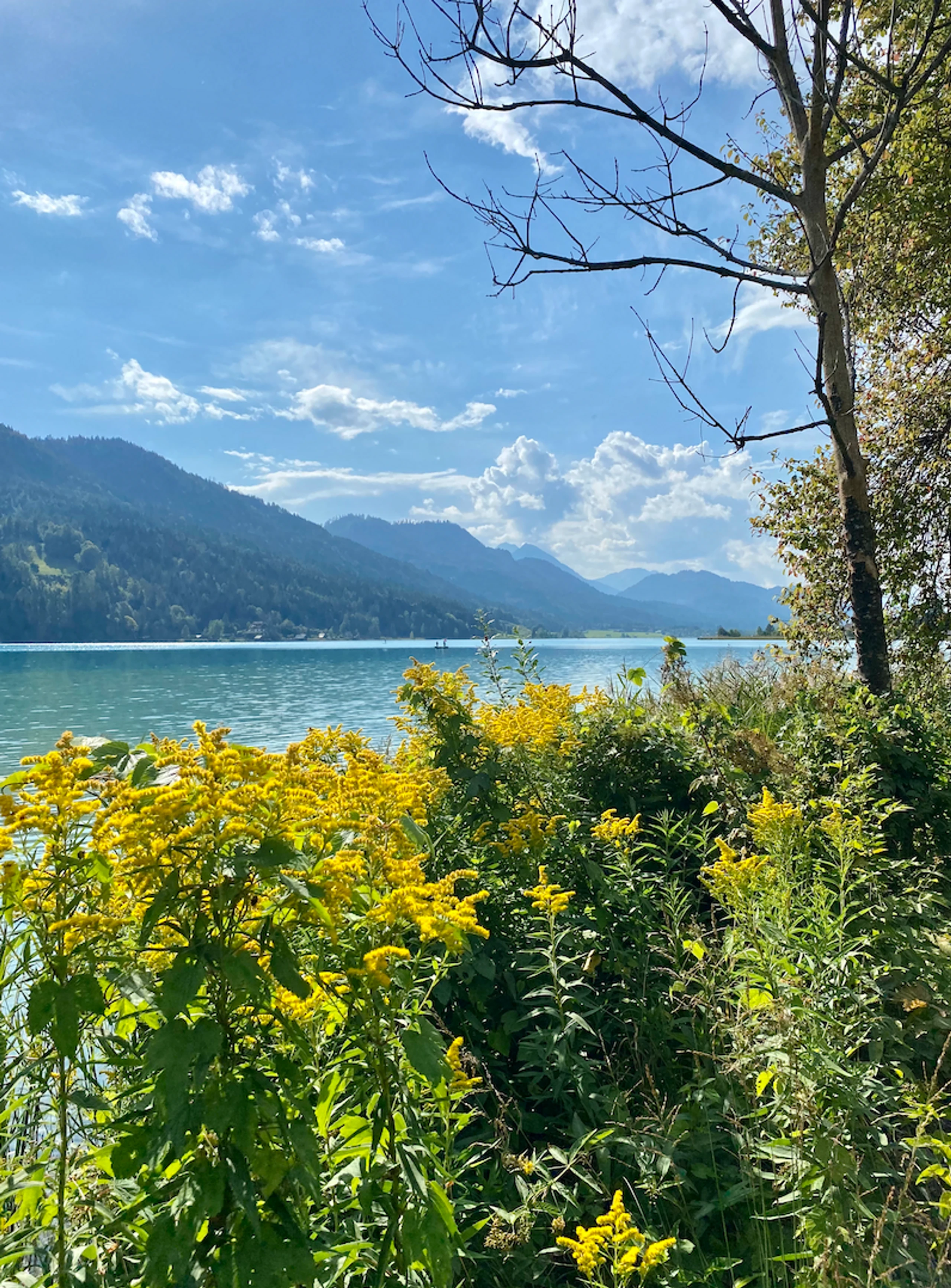 Blurred image background