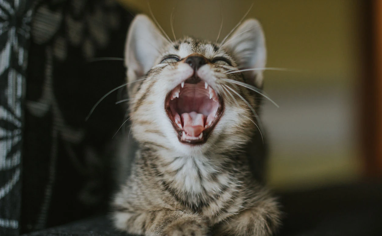 Gähnende Katze