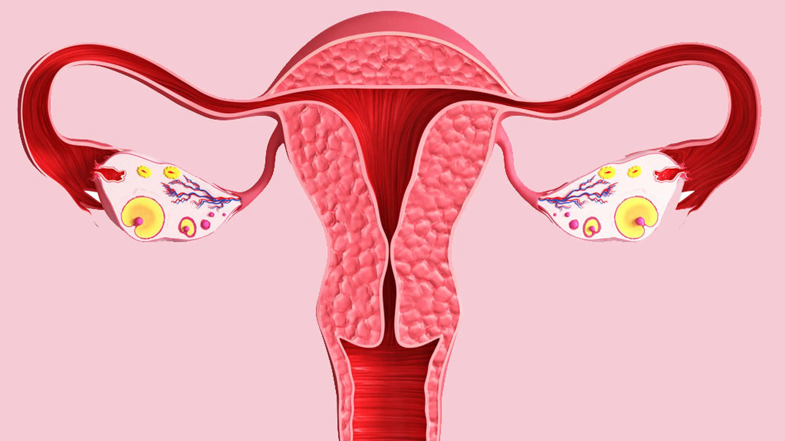 Grafik einer Gebärmutter