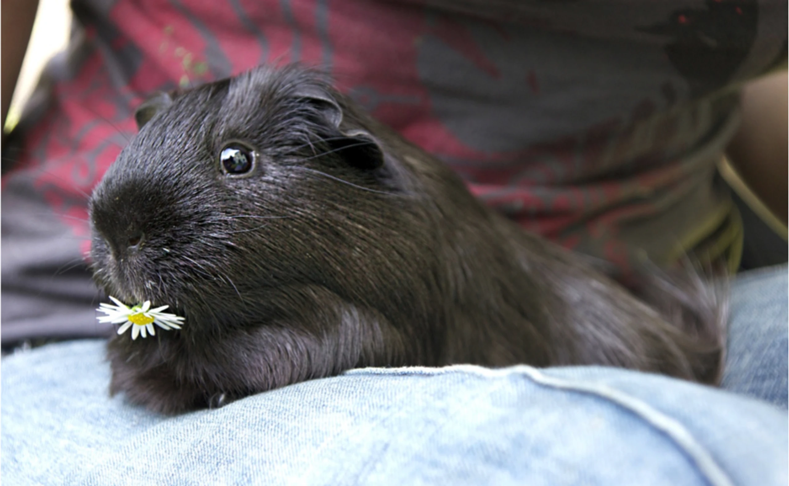 Kinder-Kumpel? Von wegen! Kleintiere haben viele Eigenschaften, die sie zum idealen Seelentröster für Singles machen.