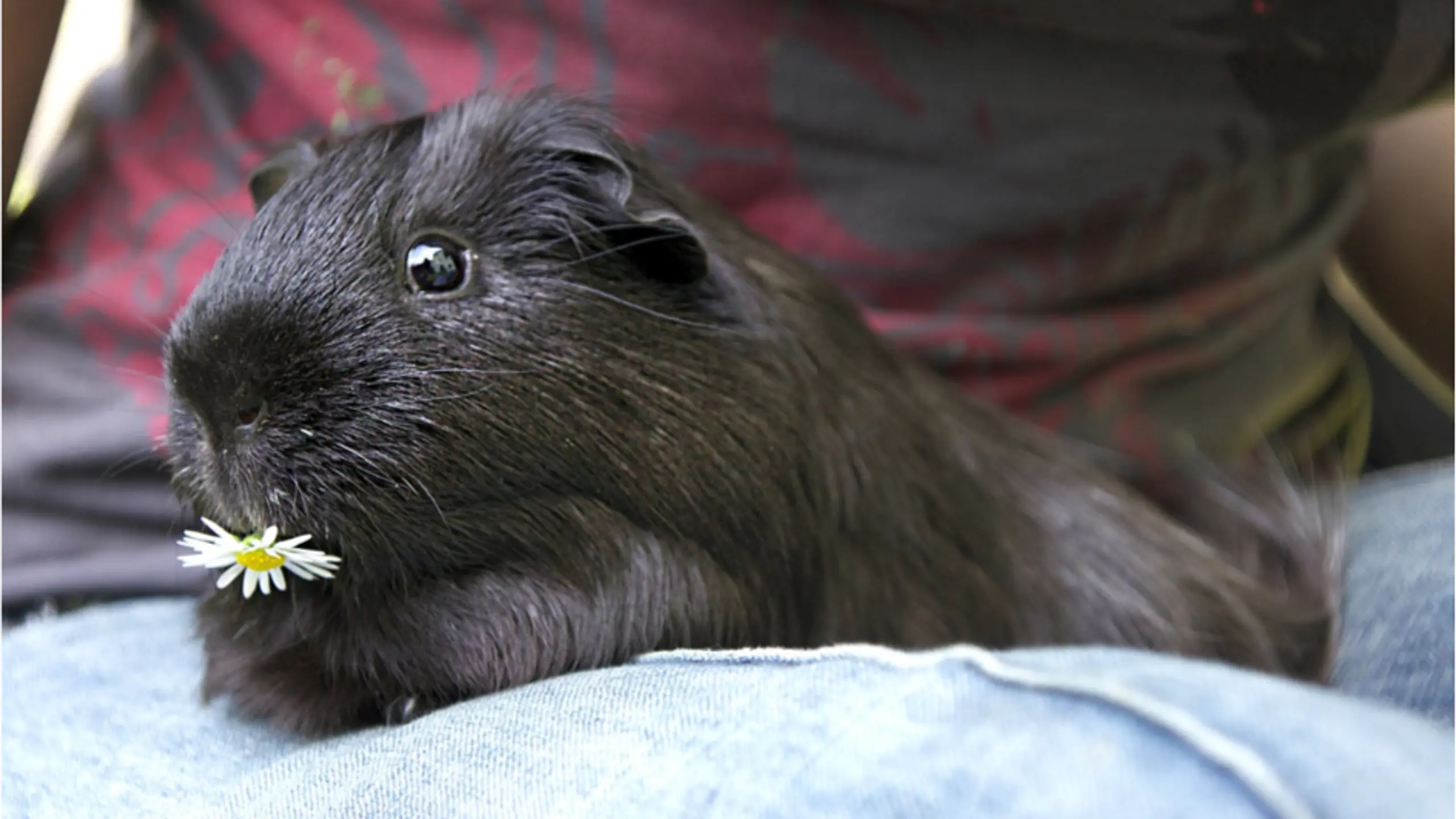 Kinder-Kumpel? Von wegen! Kleintiere haben viele Eigenschaften, die sie zum idealen Seelentröster für Singles machen.