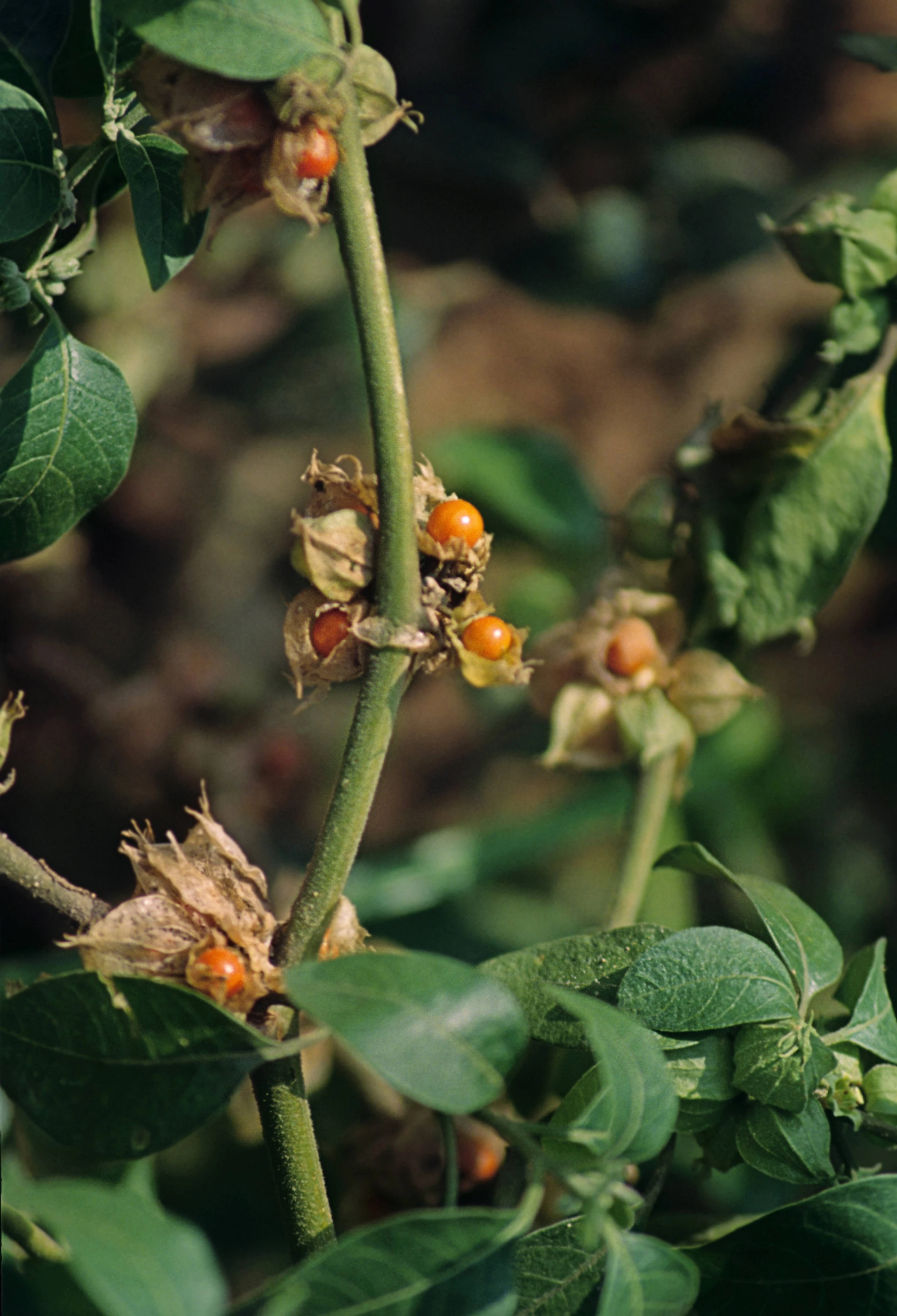 Blurred image background