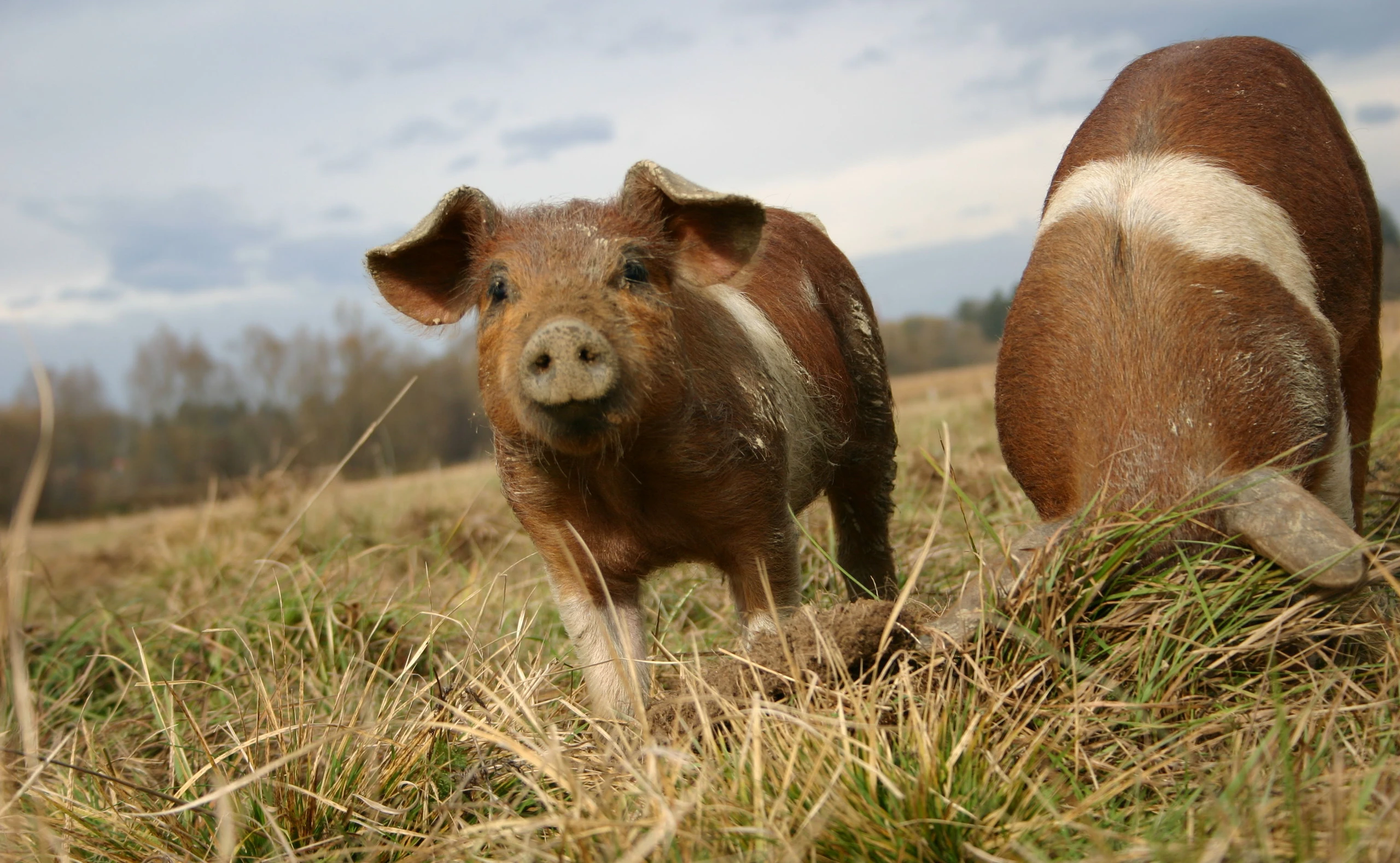 Glückliche Labonca-Schweine auf der Weide.