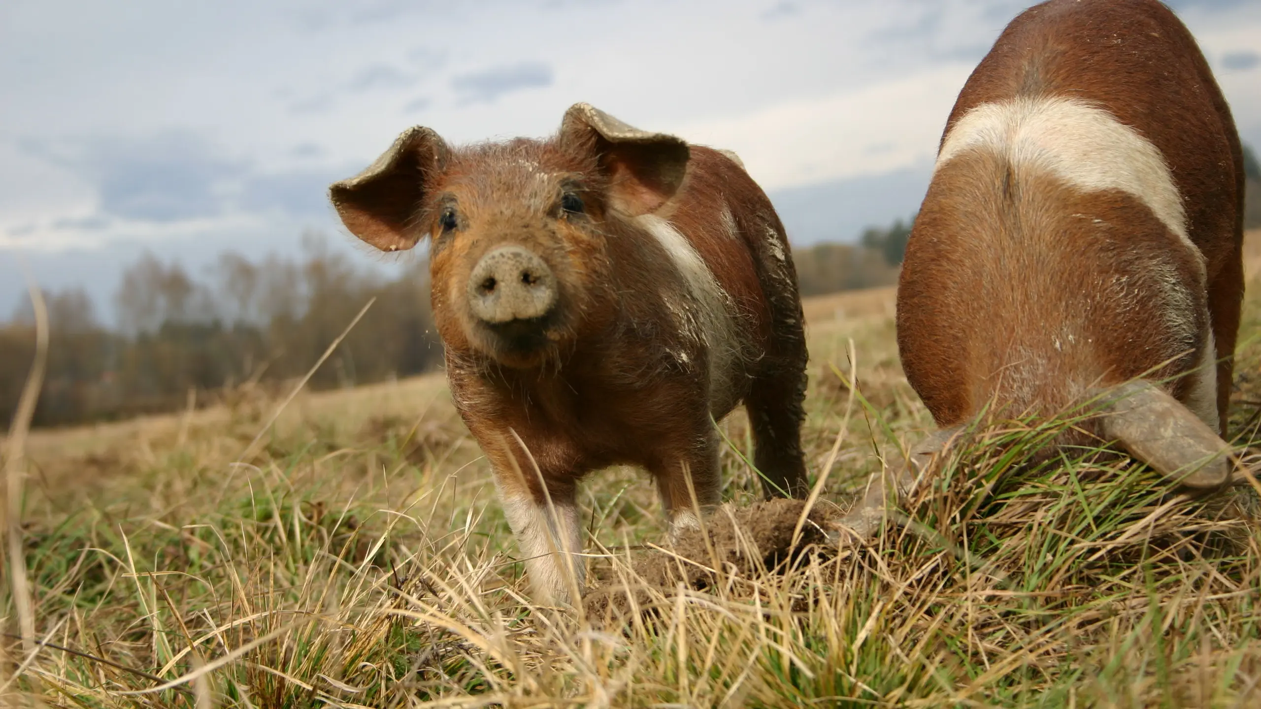 Glückliche Labonca-Schweine auf der Weide.