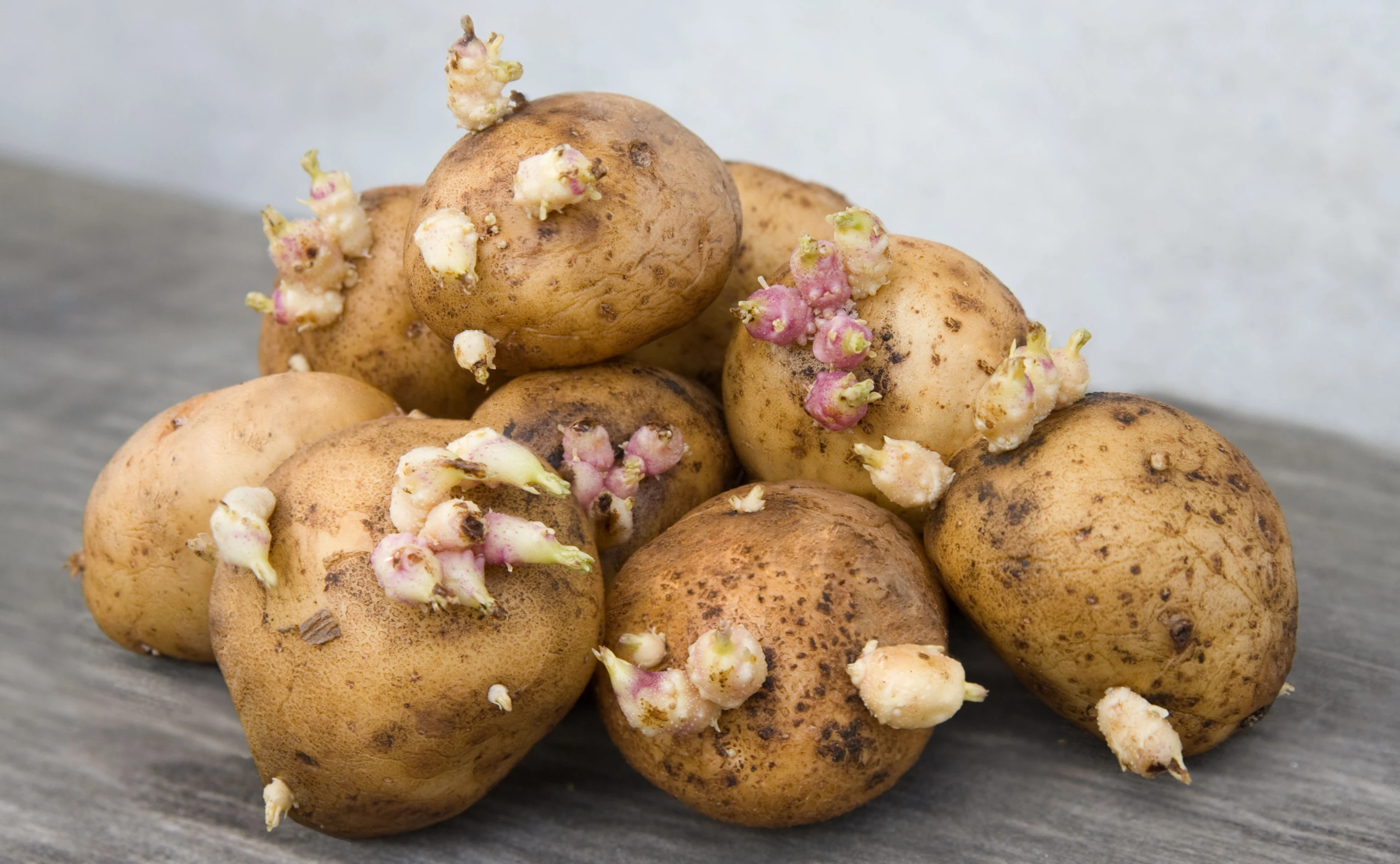 Gesundheitsgefahr: Sind keimende Kartoffeln wirklich giftig?