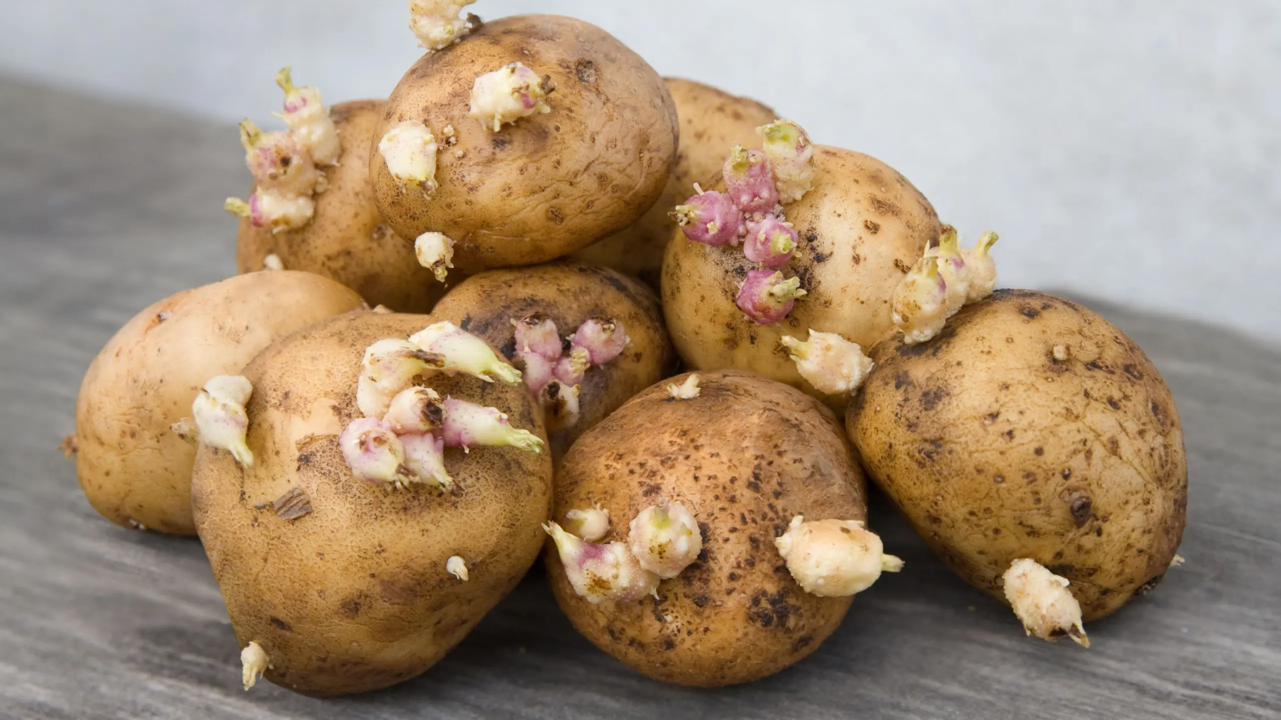 Gesundheitsgefahr: Sind keimende Kartoffeln wirklich giftig?