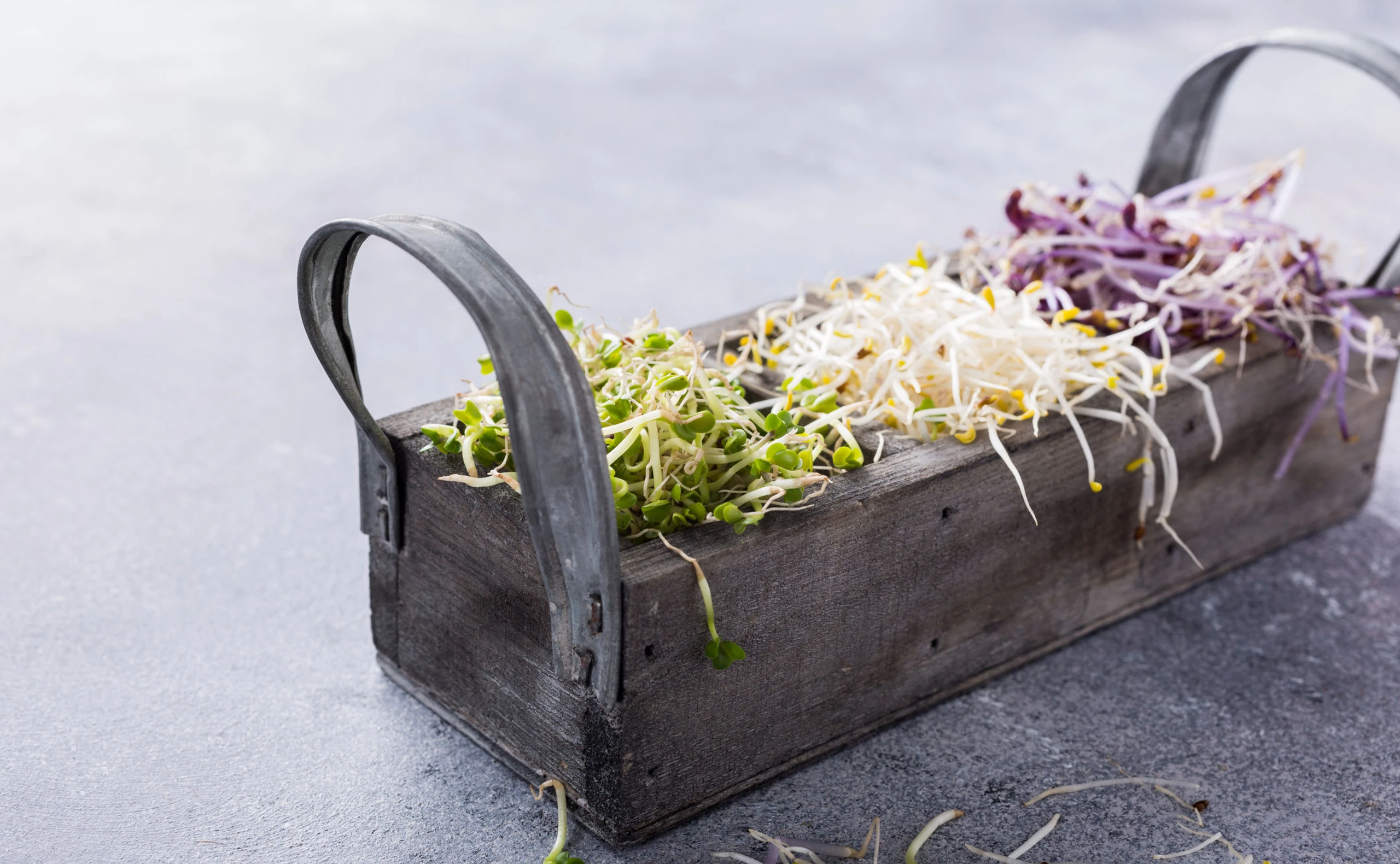 Sprossen sind reich an Vitaminen.