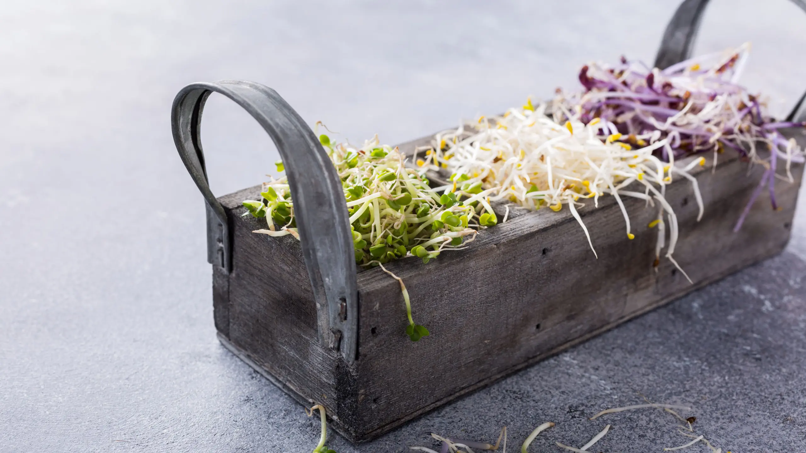 Sprossen sind reich an Vitaminen.