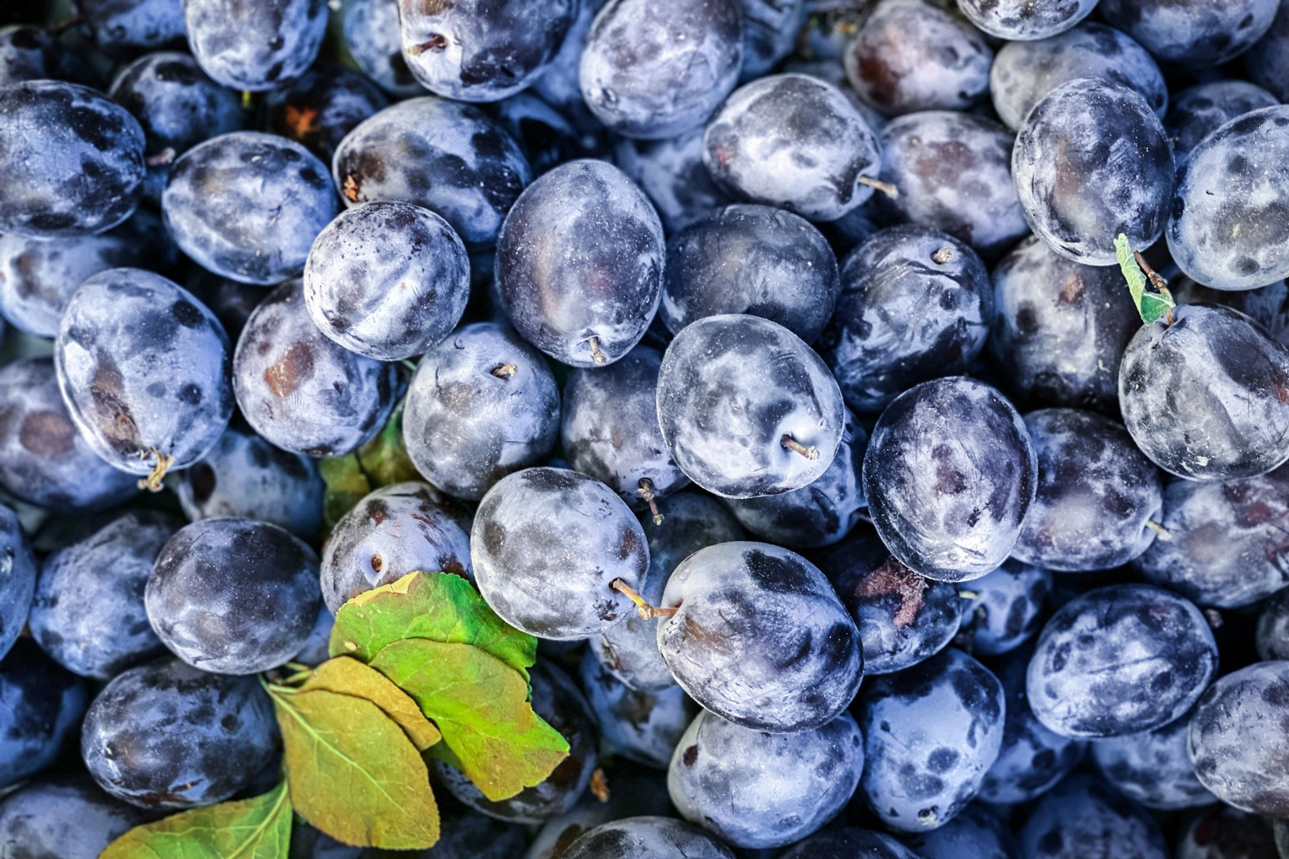 © Elke Mayr Blurred image background