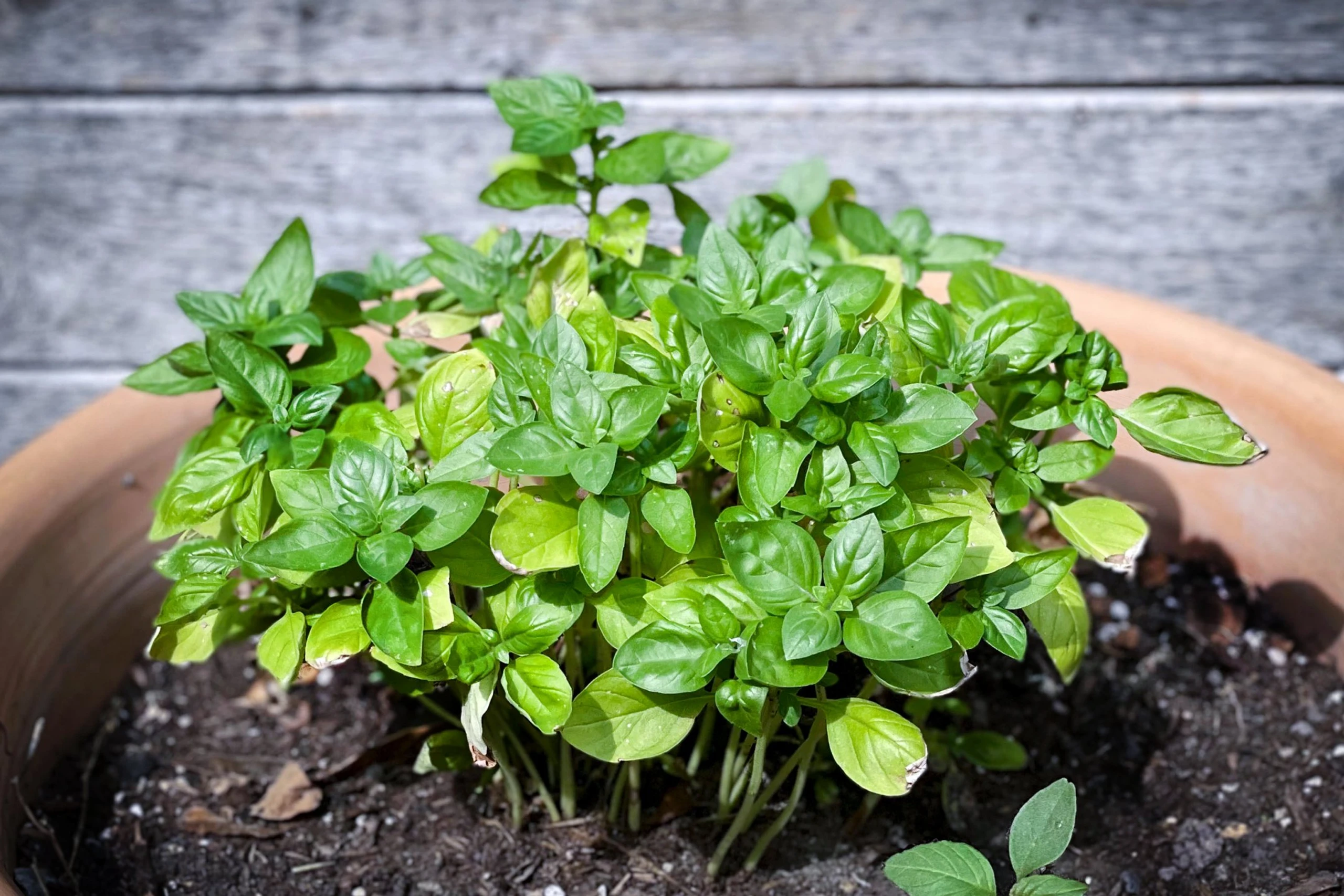 © Elke Mayr Blurred image background