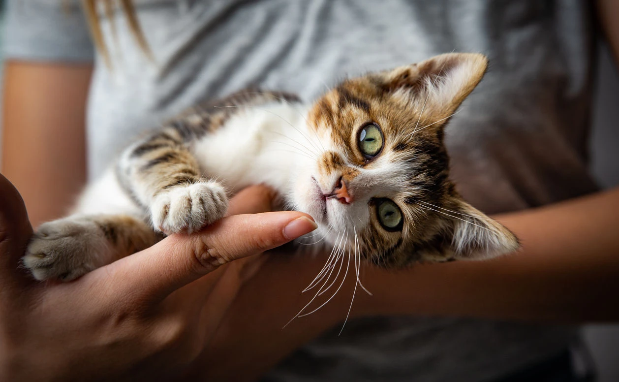 katzennamen