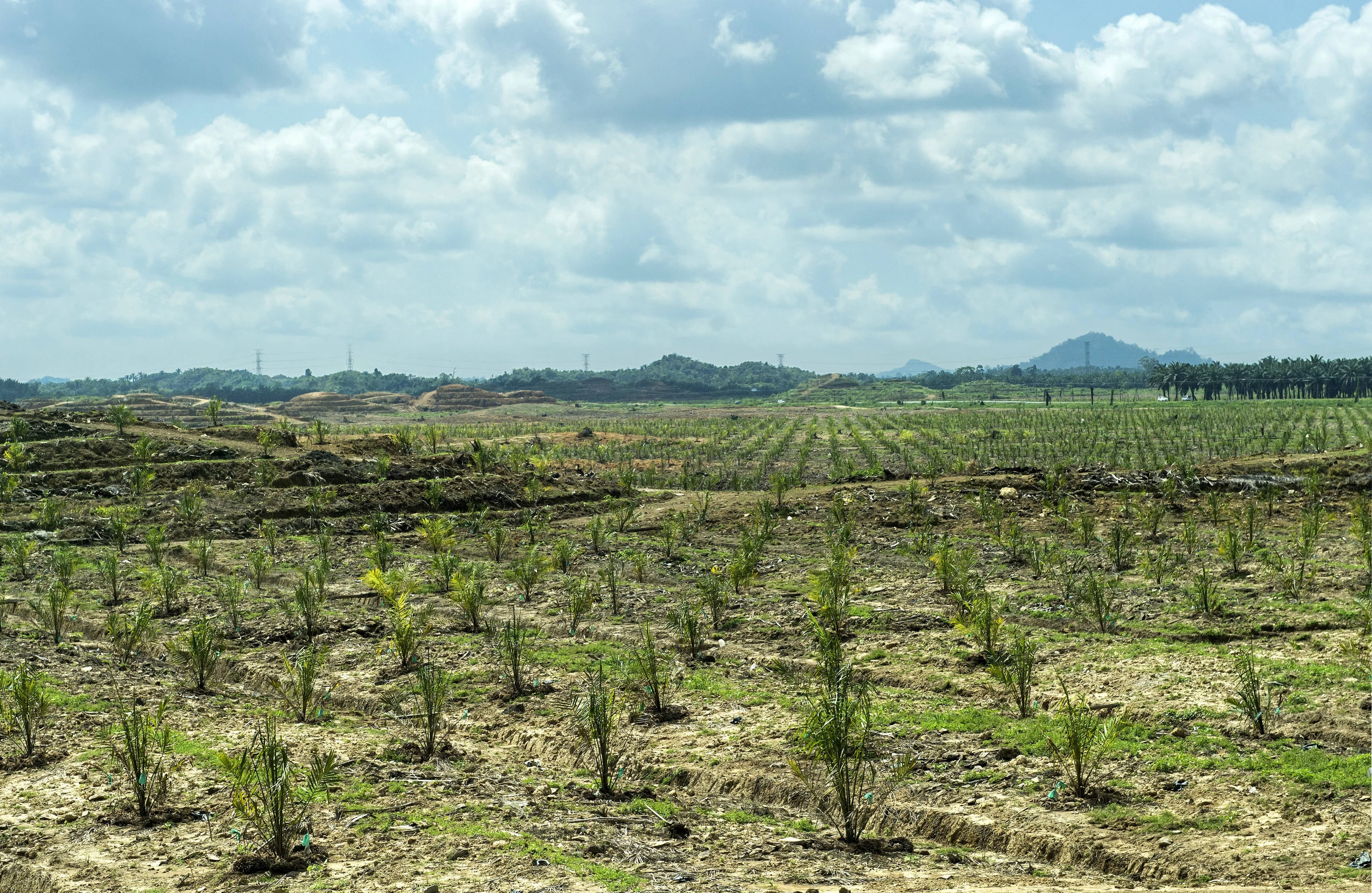 Palmöl Plantage mit jungen Ölpalmen (Elaeis guineensis) auf gerodeteten Regenwaldflächen, Sabah, Borneo, Malaysia