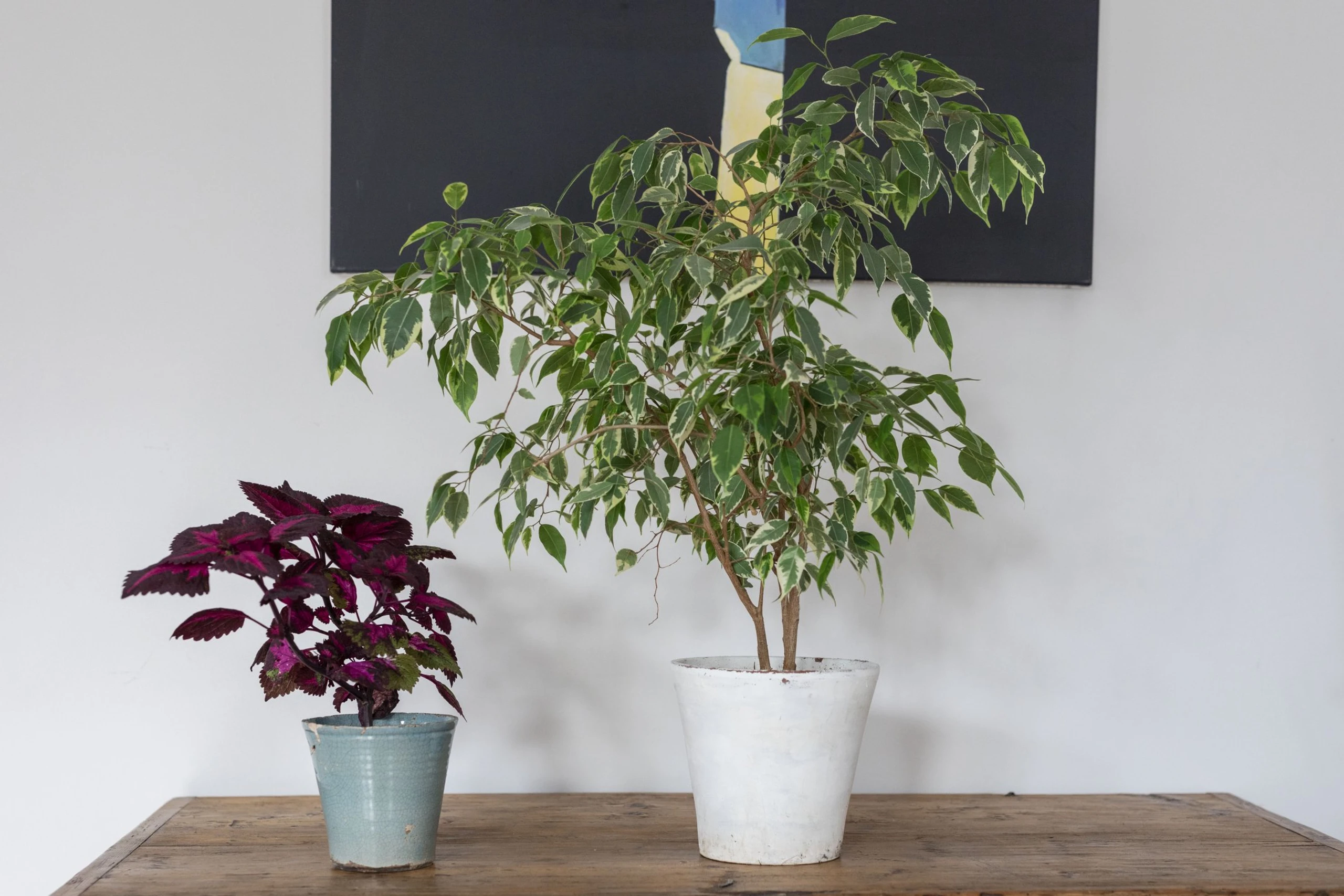 Blurred image background