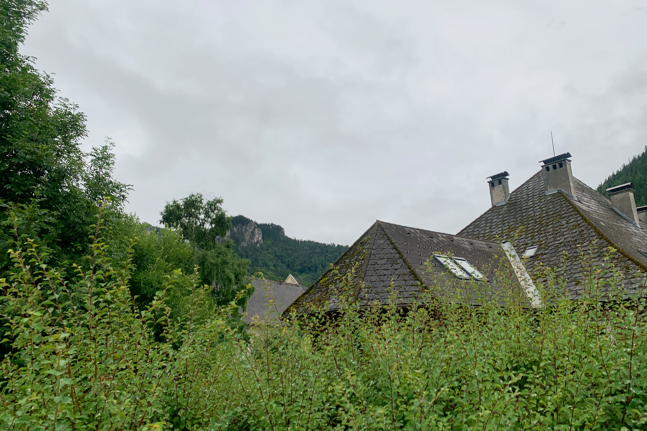 Bäume am Nachbargrundstück zu hoch: Was man dagegen tun kann